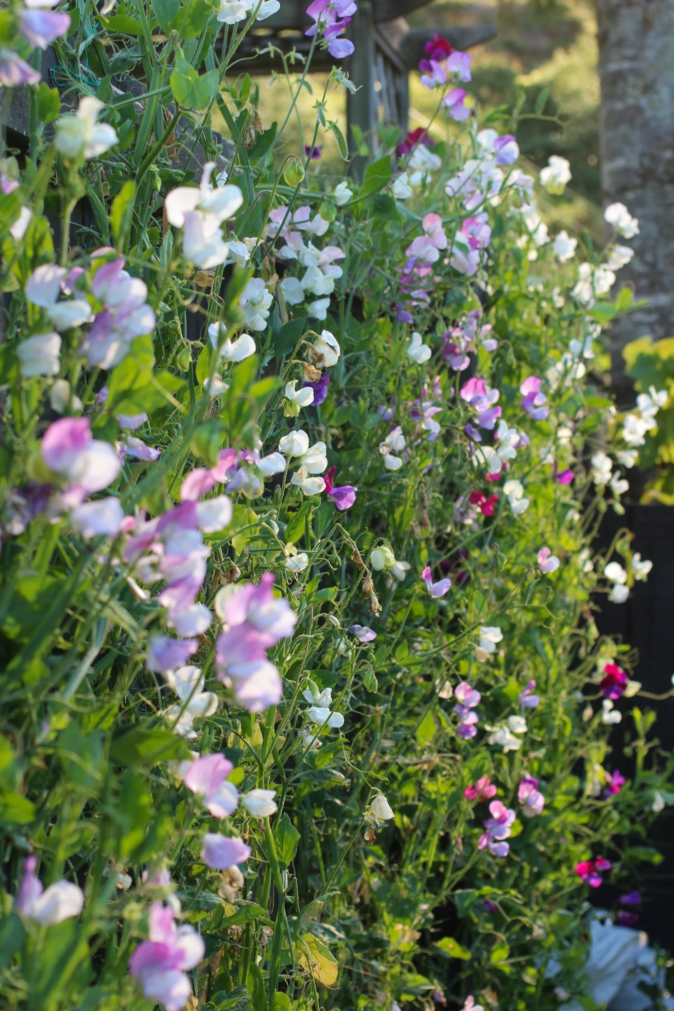 Close-up of a colorful flower garden with pink, purple, and white flowers growing along a wooden fence, illuminated by sunlight.