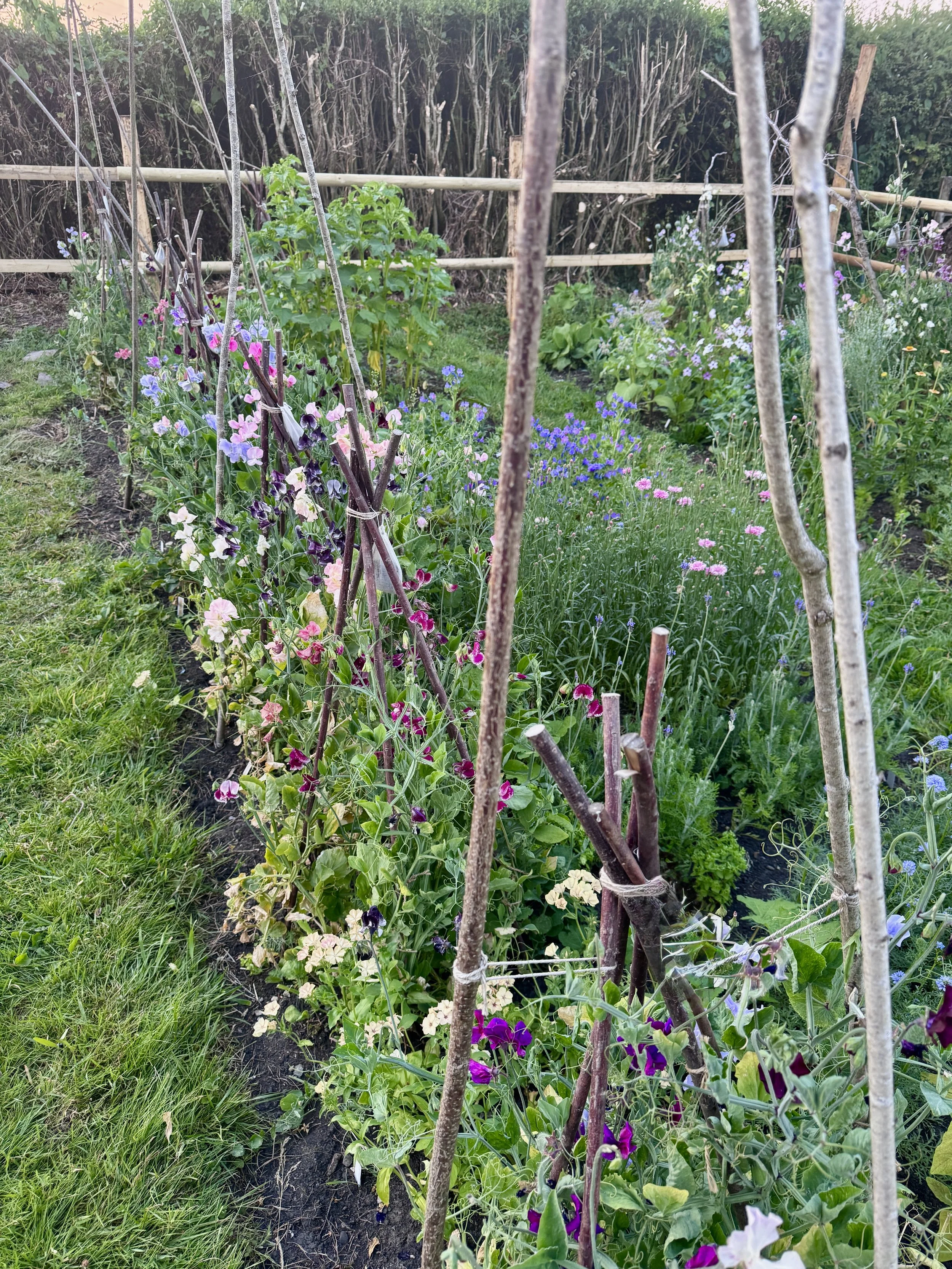 A garden with rows of flowering plants supported by stakes and a wooden fence in the background.