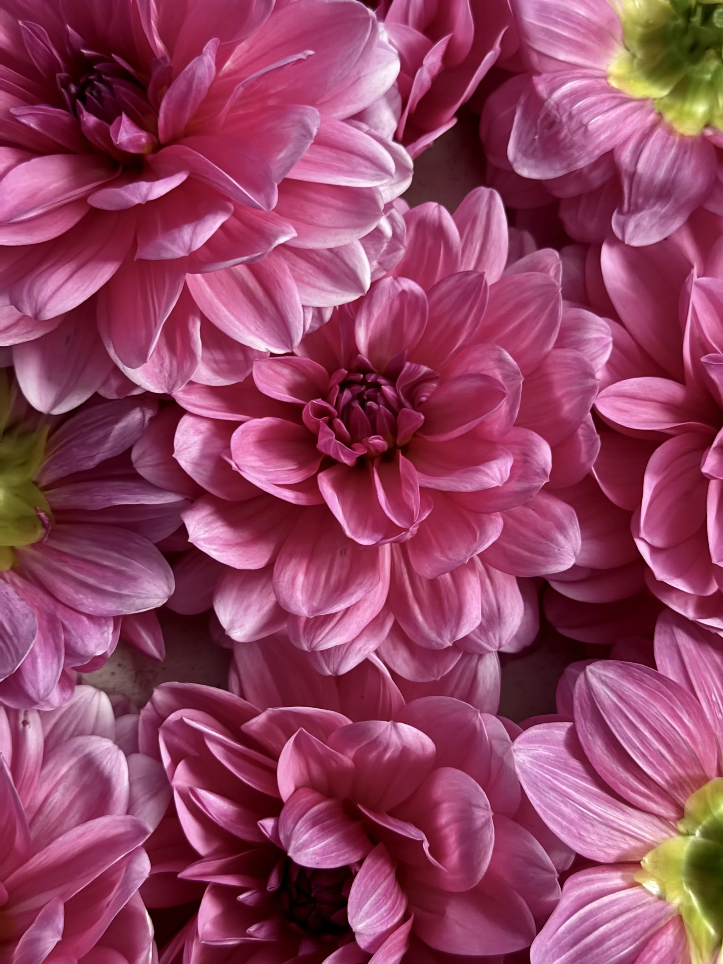 Close-up of multiple pink dahlias with layered petals and some green centers.
