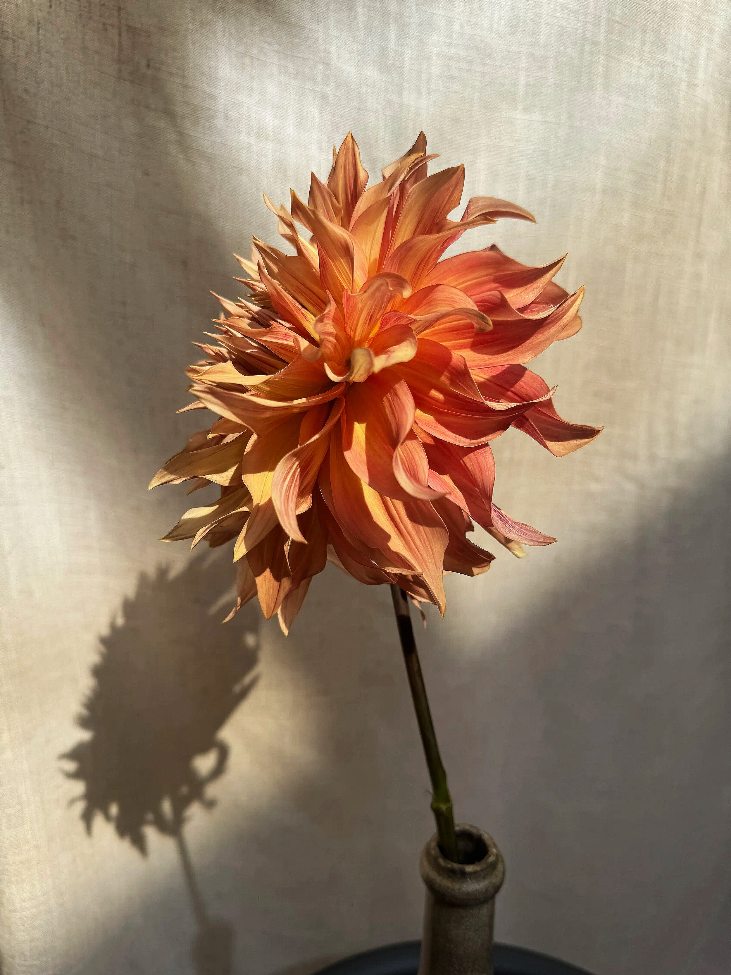 A pink and orange dahlia flower with a shadow cast on a beige wall.