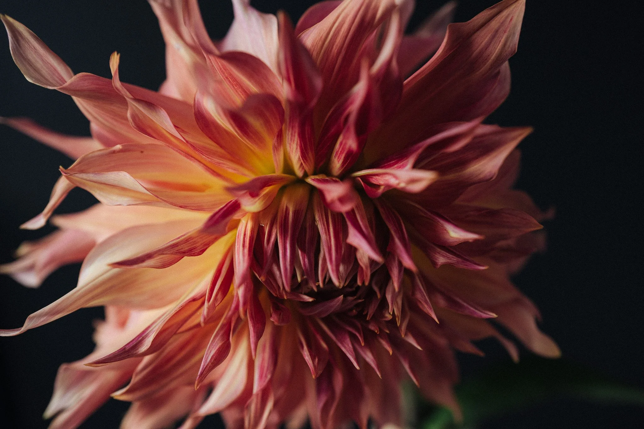 Close-up of a pink and yellow dahlia flower with layered petals against a dark background.