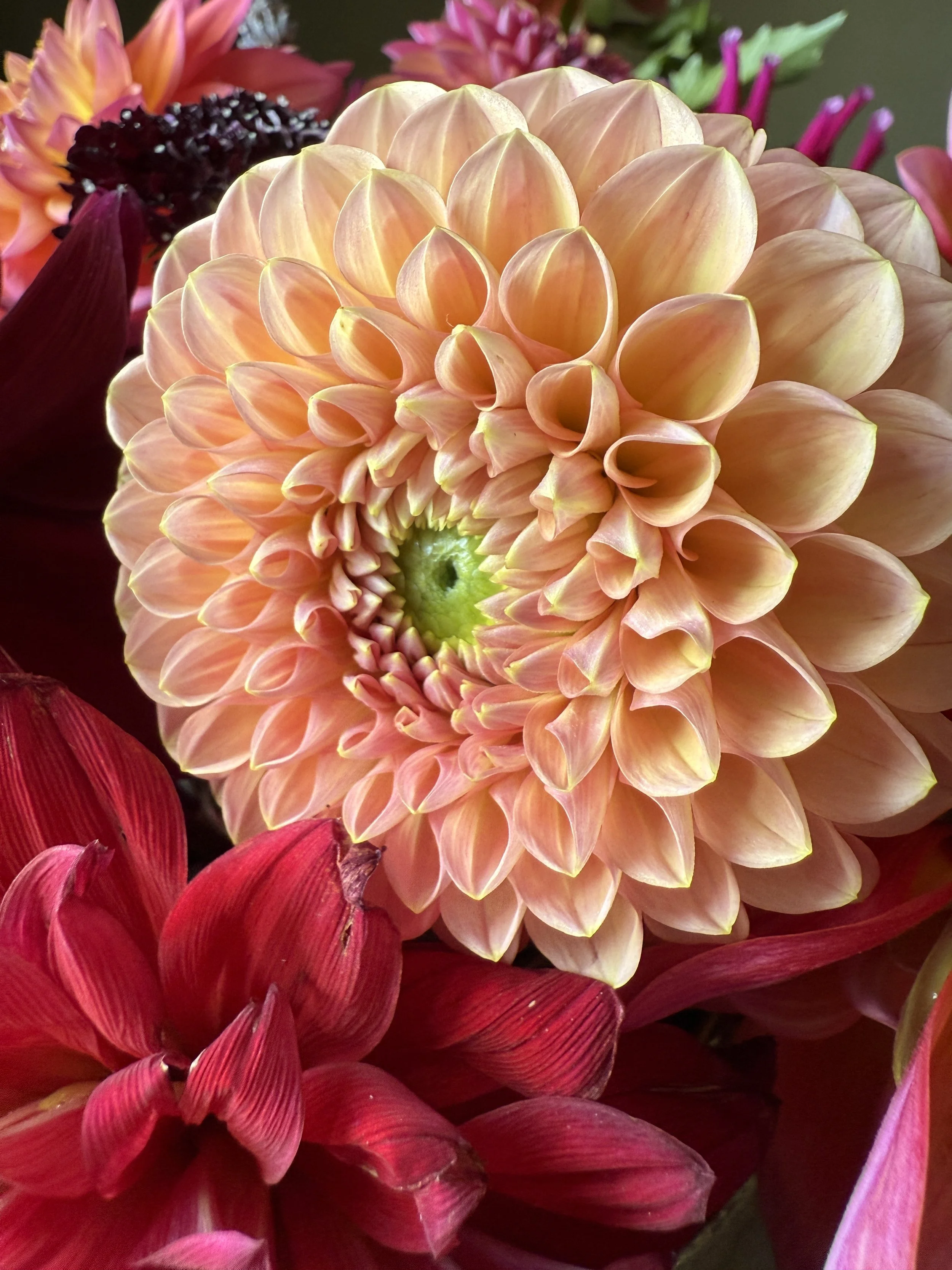 Close-up of a peach-colored dahlia flower surrounded by red flowers and other colorful blossoms.