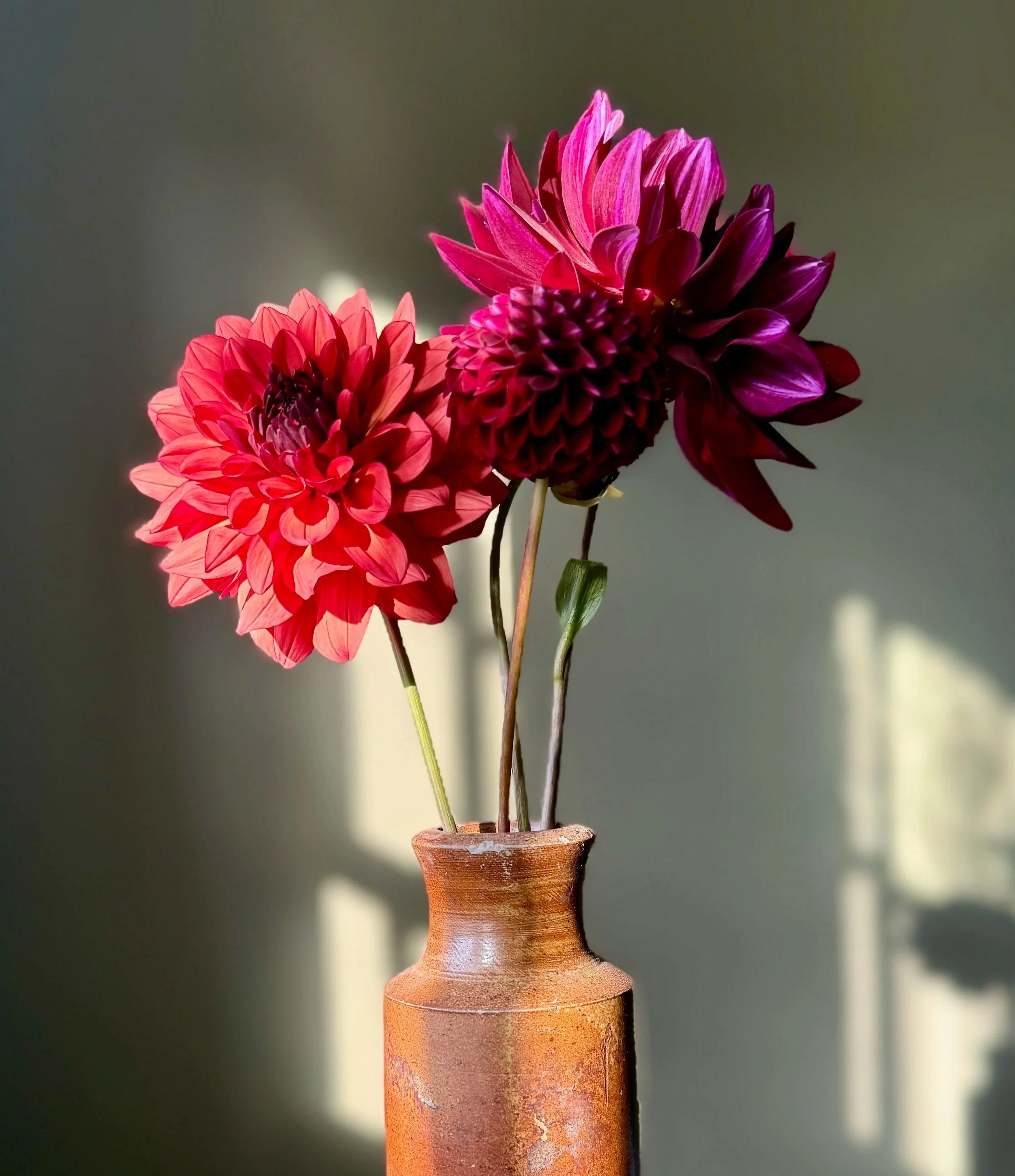 Close-up of three vibrant pink and purple dahlias in a small brown clay vase, against a muted green background.