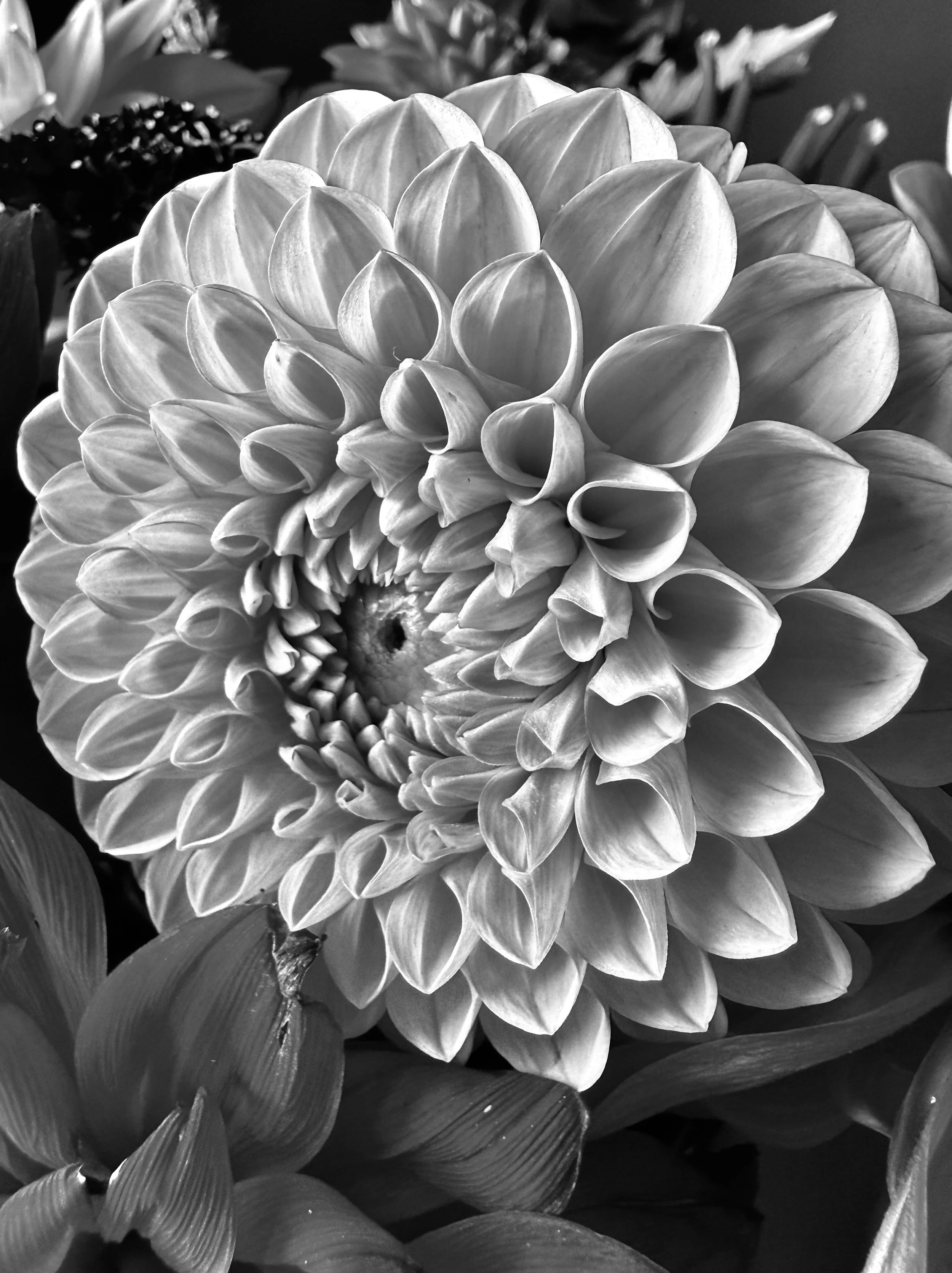 A close-up, black-and-white photo of a large dahlia flower with many layered petals in full bloom.