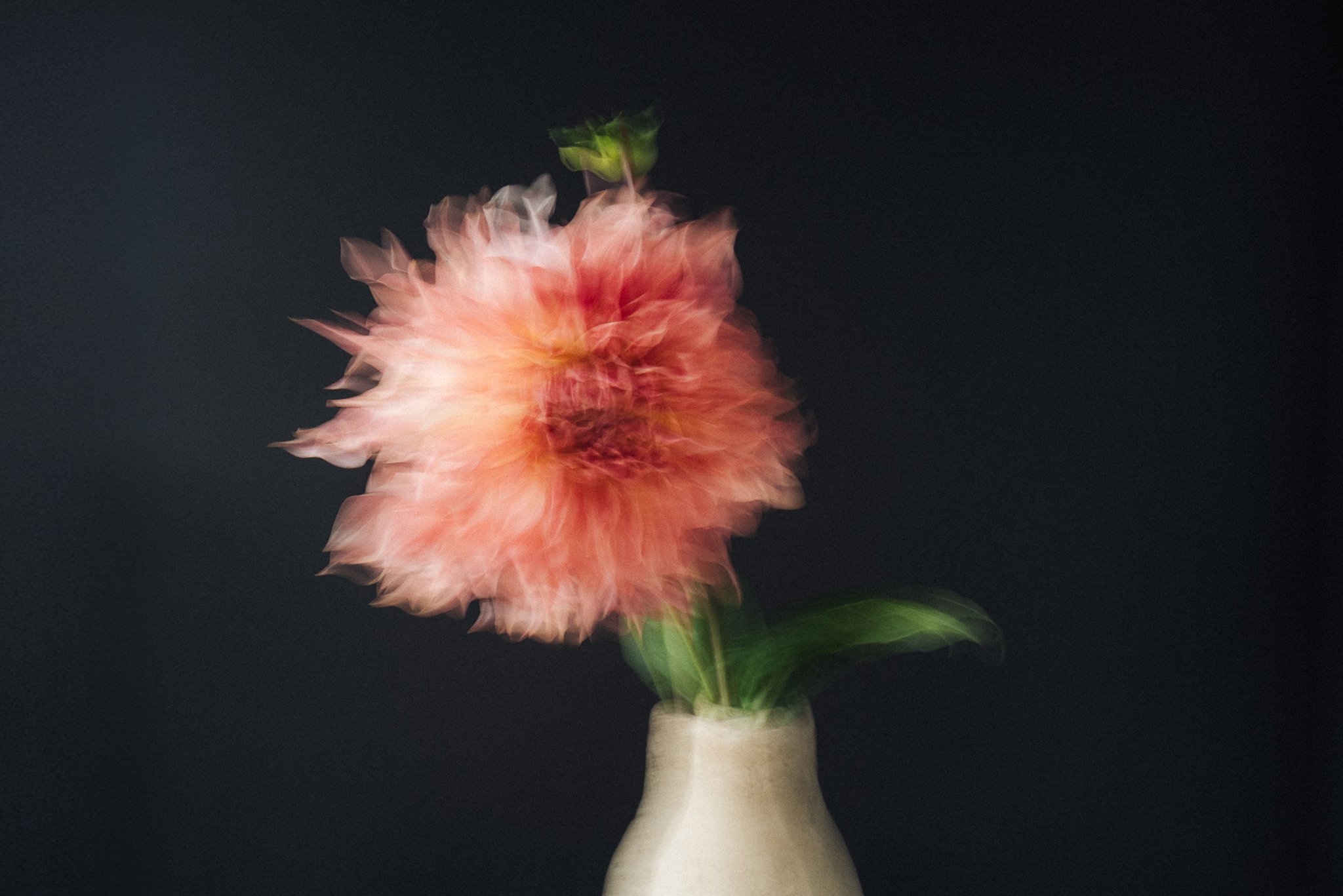 Blurred pink peony flower in a beige vase against a black background.