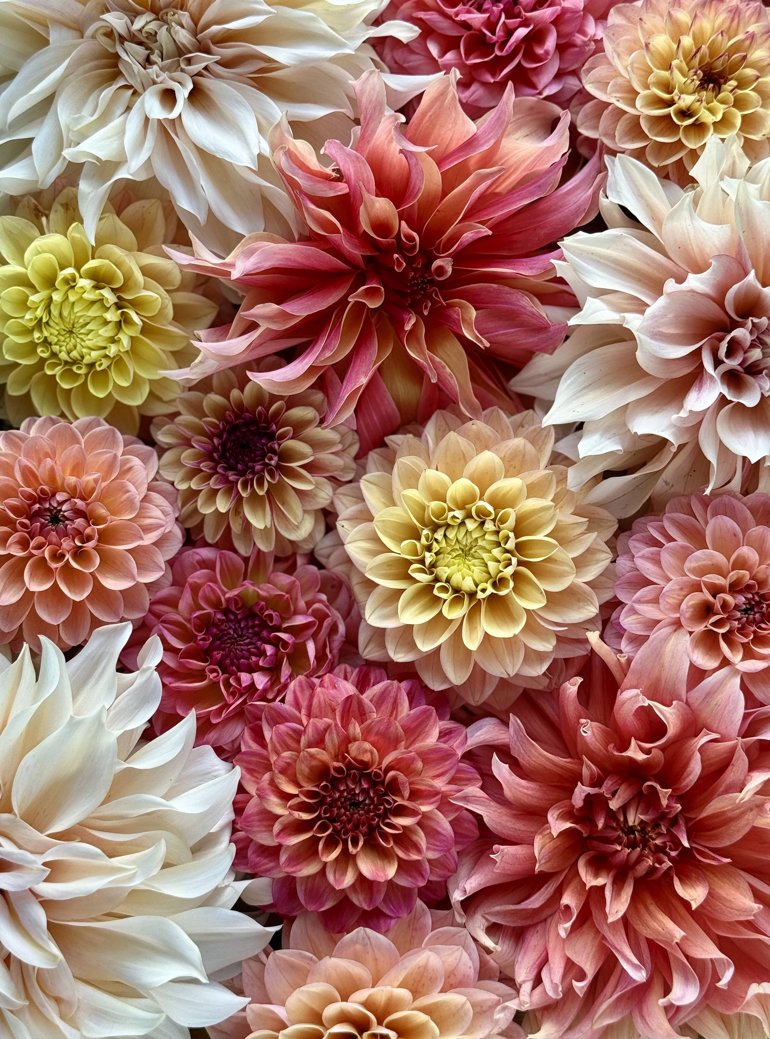 A variety of colorful dahlias, including white, yellow, pink, peach, red, and purple, arranged closely together.