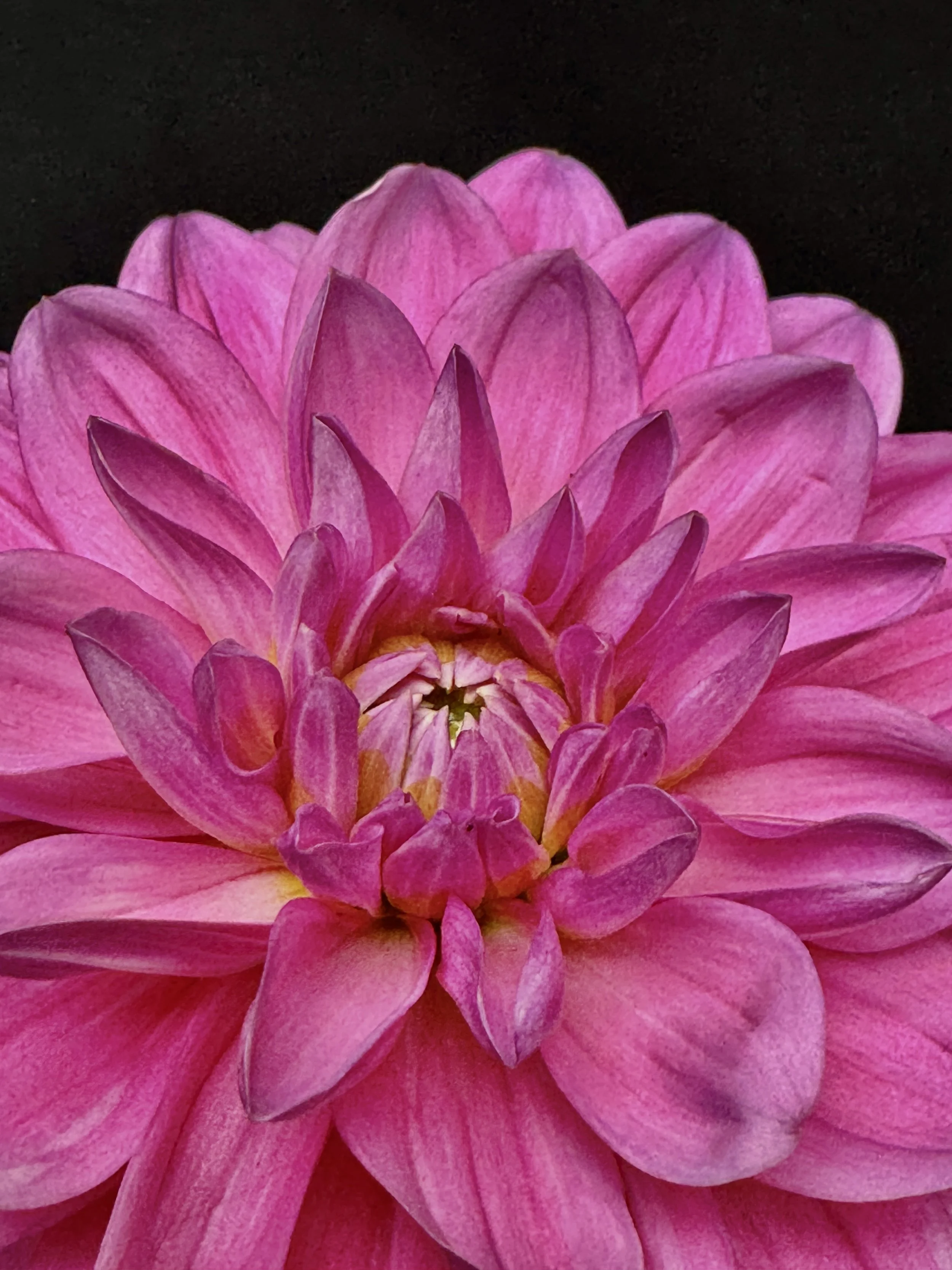 Close-up of a pink dahlia flower with layered petals against a black background.