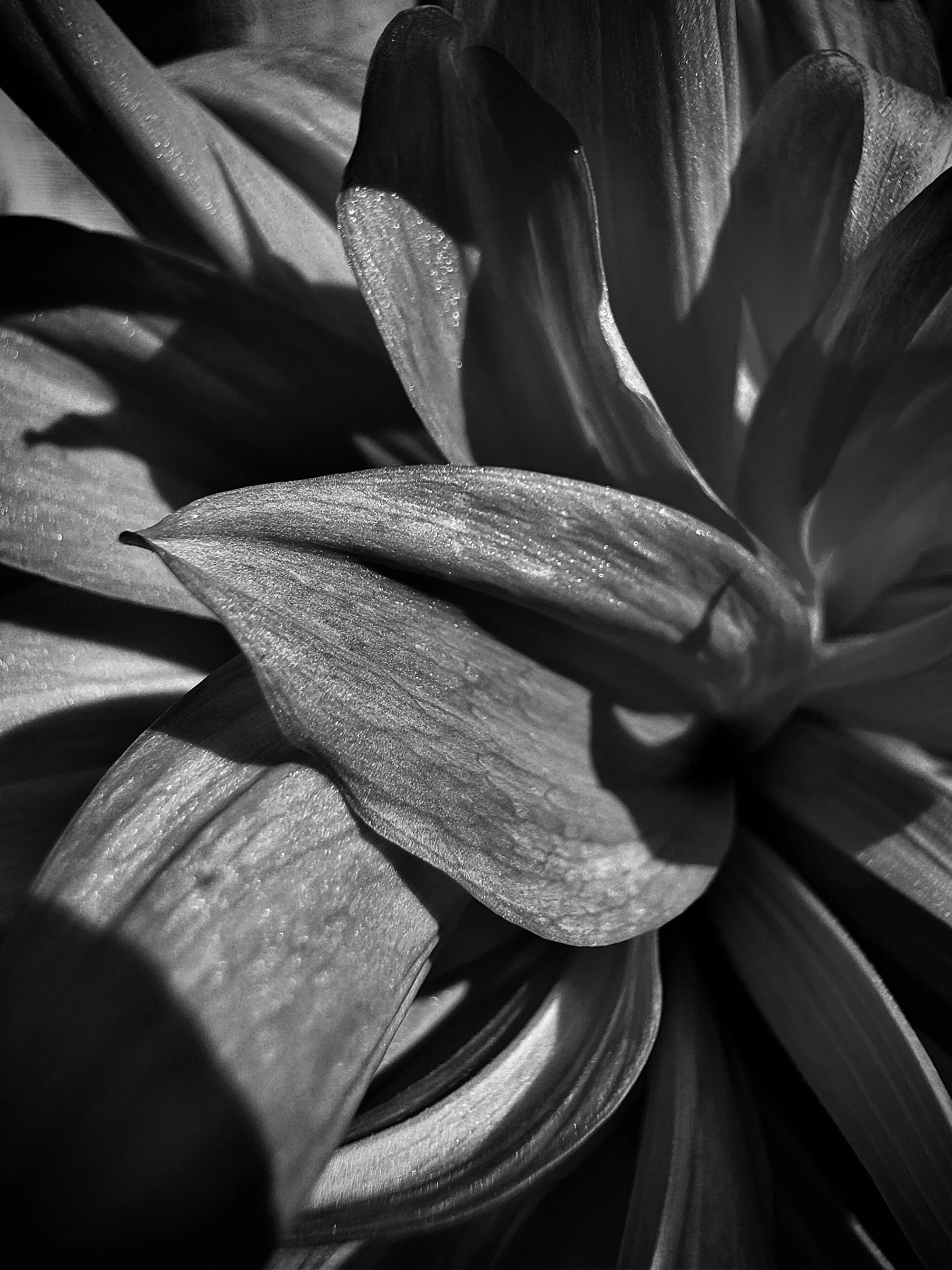 Close-up of a plant with large, smooth leaves in black and white.