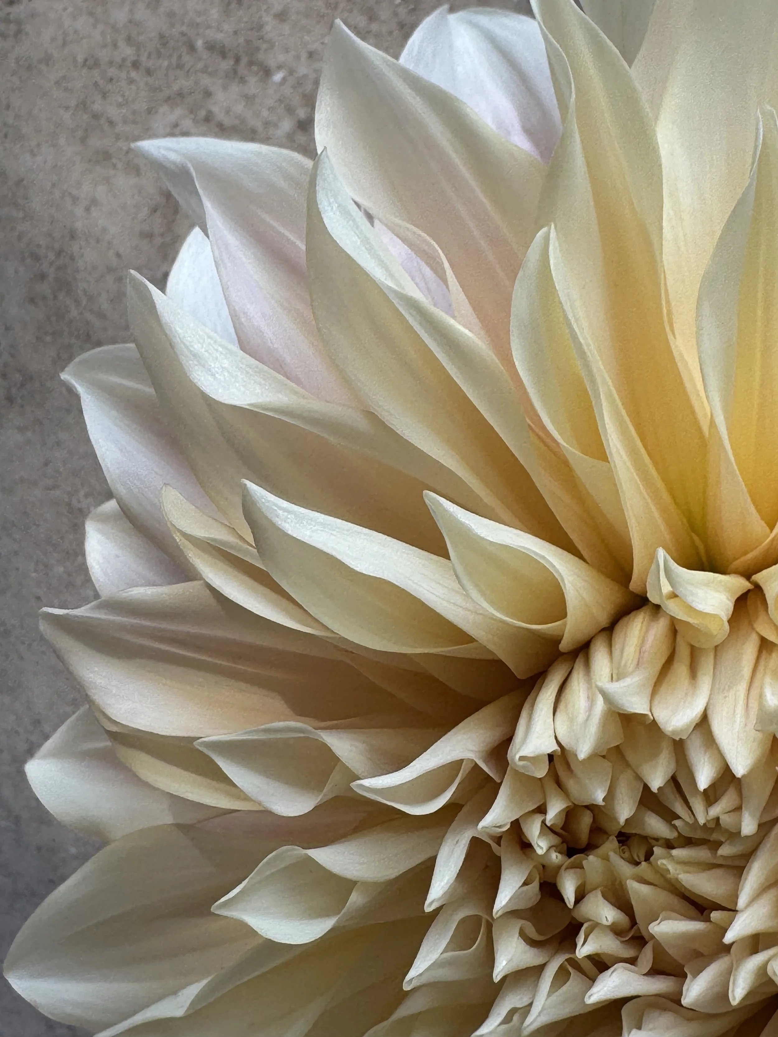 Close-up of a cream-colored dahlia flower with many petals, set against a blurred background.