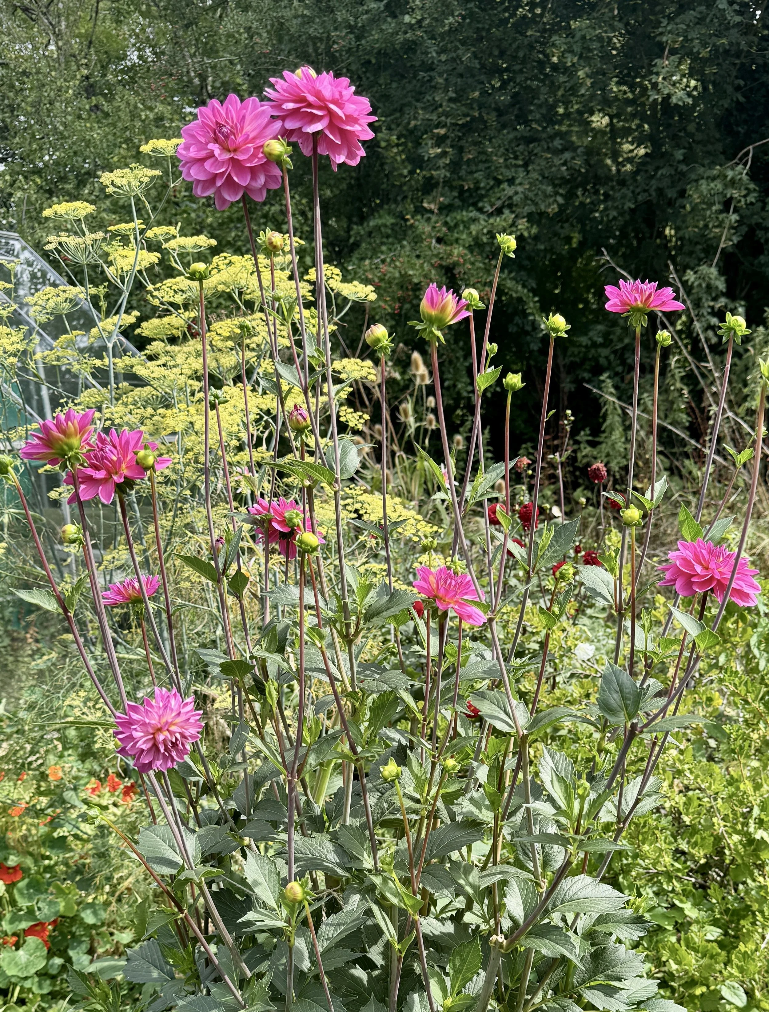 Pink and purple dahlias blooming in a garden with yellow and green plants and trees in the background.