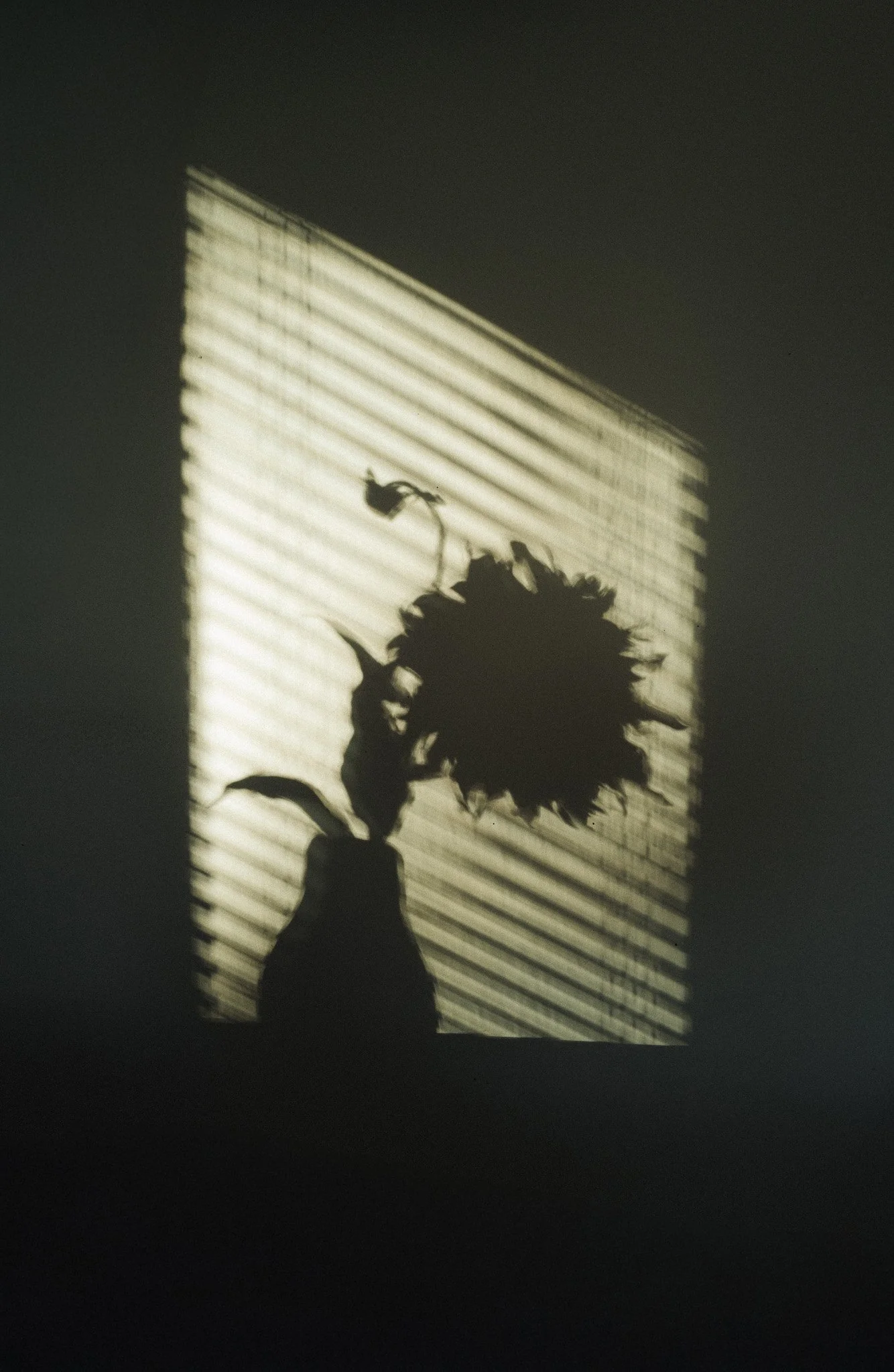 Shadow of a sunflower in a vase projected onto window blinds.