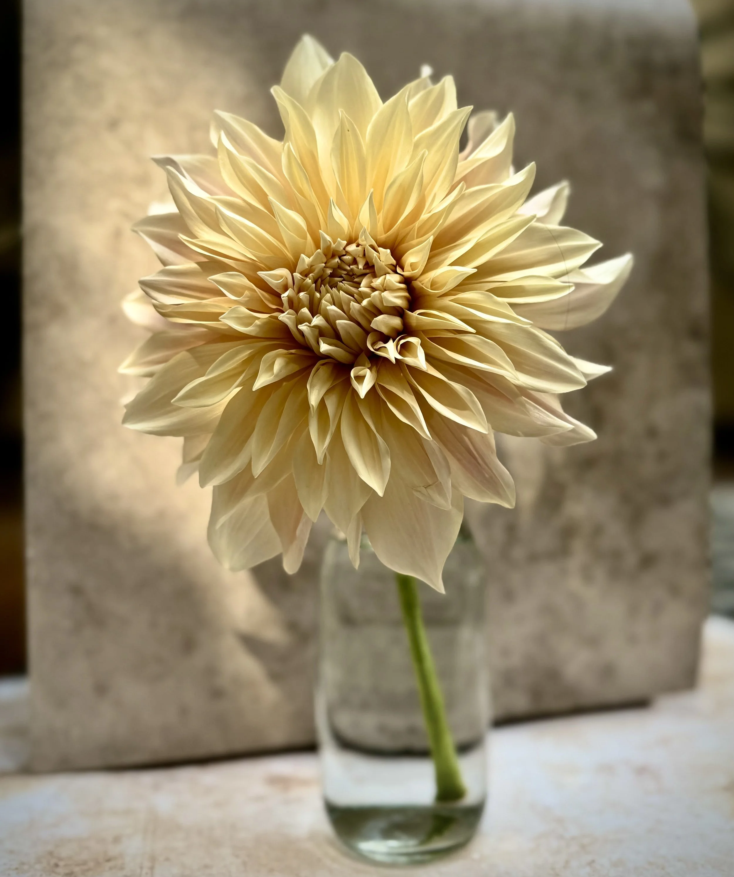 Close-up of a large, cream-colored dahlia flower in a small glass vase, set against a blurred background.