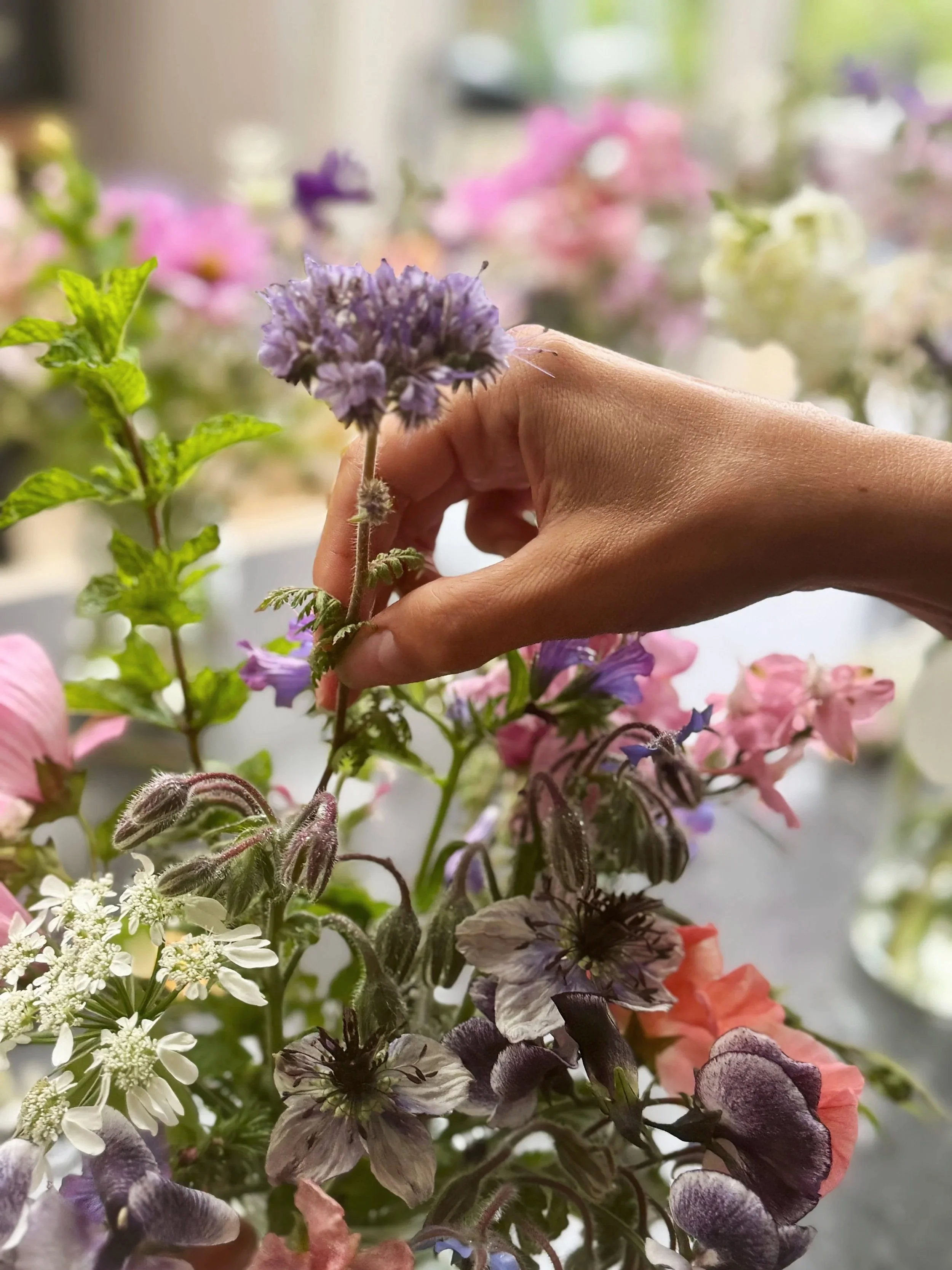 Close-up of a hand holding a purple flower with a blurred background of various colorful flowers and greenery.