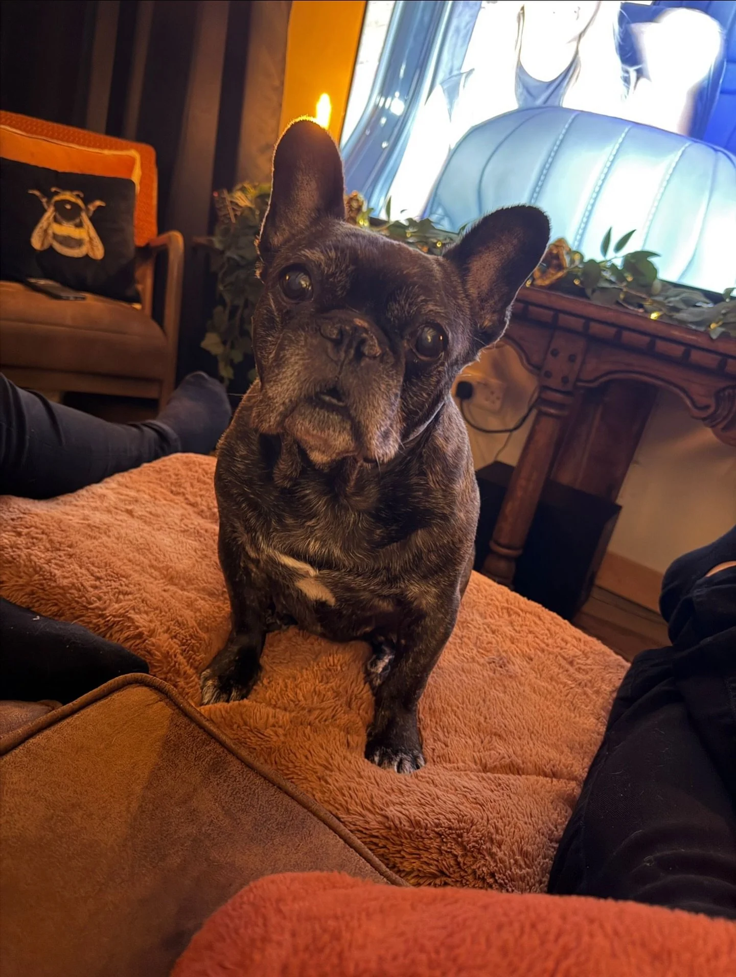 Today, we say goodbye to a very special member of the Salon XV family 🖤

Lady Nalu has been our absolute world. To our customers, she was a familiar face, a warm welcome, and a little bit of added joy during your visits with us.

Thank you for lovin