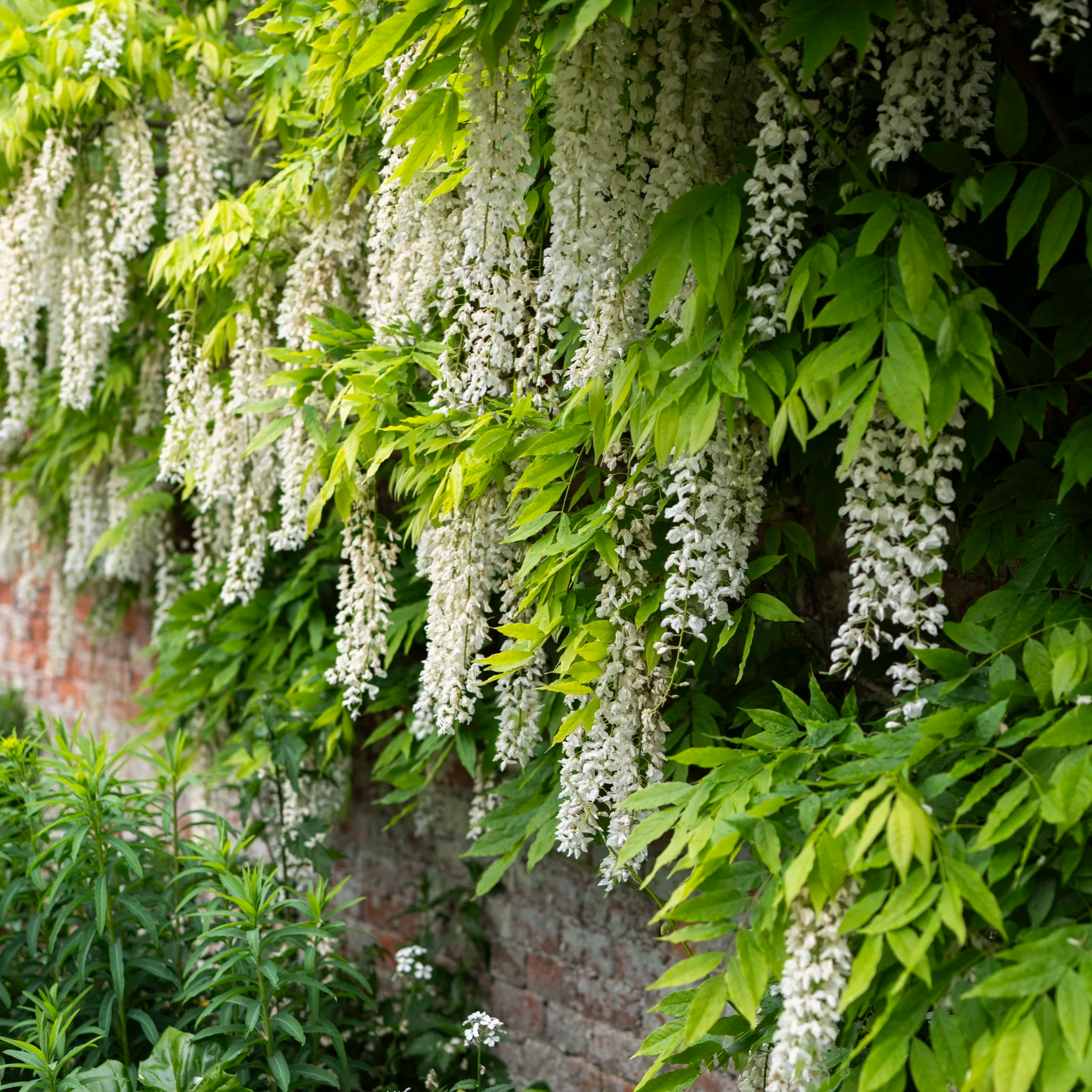 White flowers on a climbing plant against a brick wall