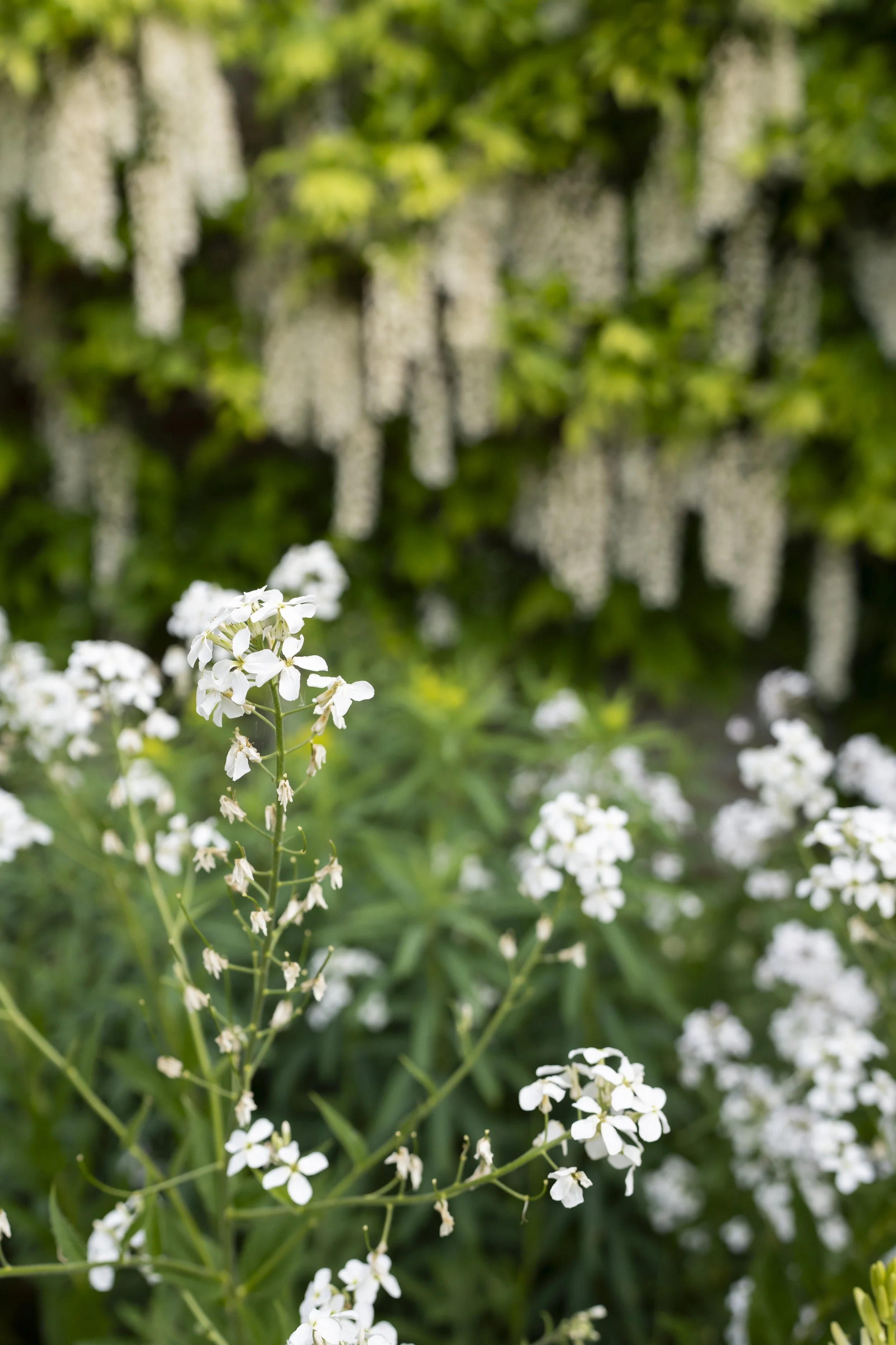 A close up of white flowers in a garden