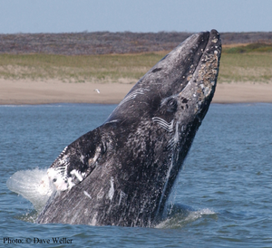 A landmark publication in the research on western grey whales and seismic survey noise