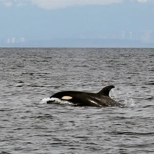 Boundary Pass ULS marks 1-year anniversary and 7500 vessel noise measurements