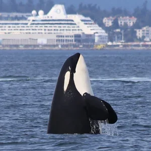 Safe boating around killer whales: Help spread the word!