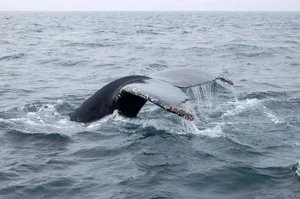 Humpback+whale(7)_Photo+credit+H.+Moors-Murphy_edit.webp
