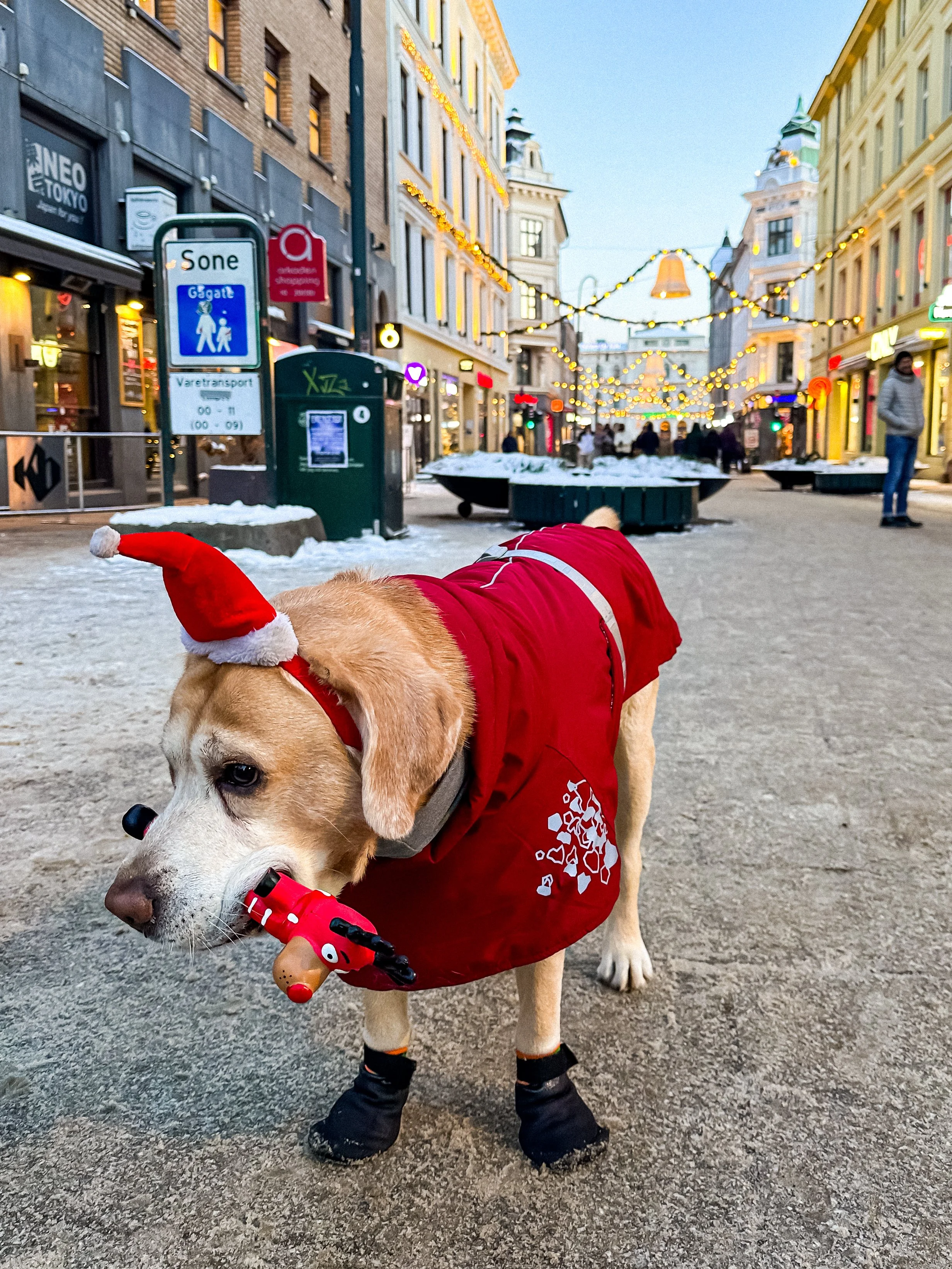 wander-senses-norway-oslo-guide-christmas-market-dog.jpg