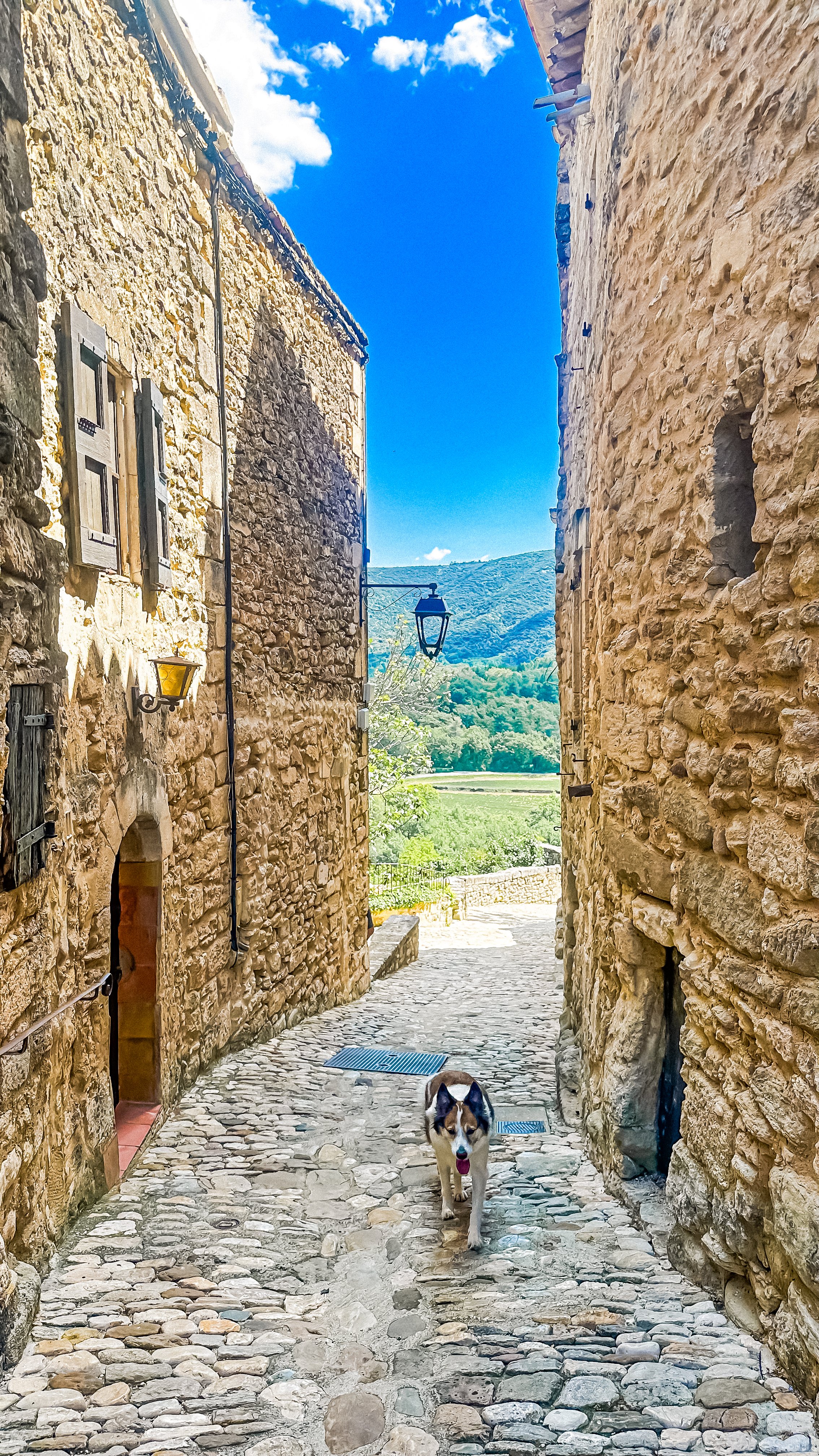 a dog walking trought the stone house village of Lacoste Provence in South of France