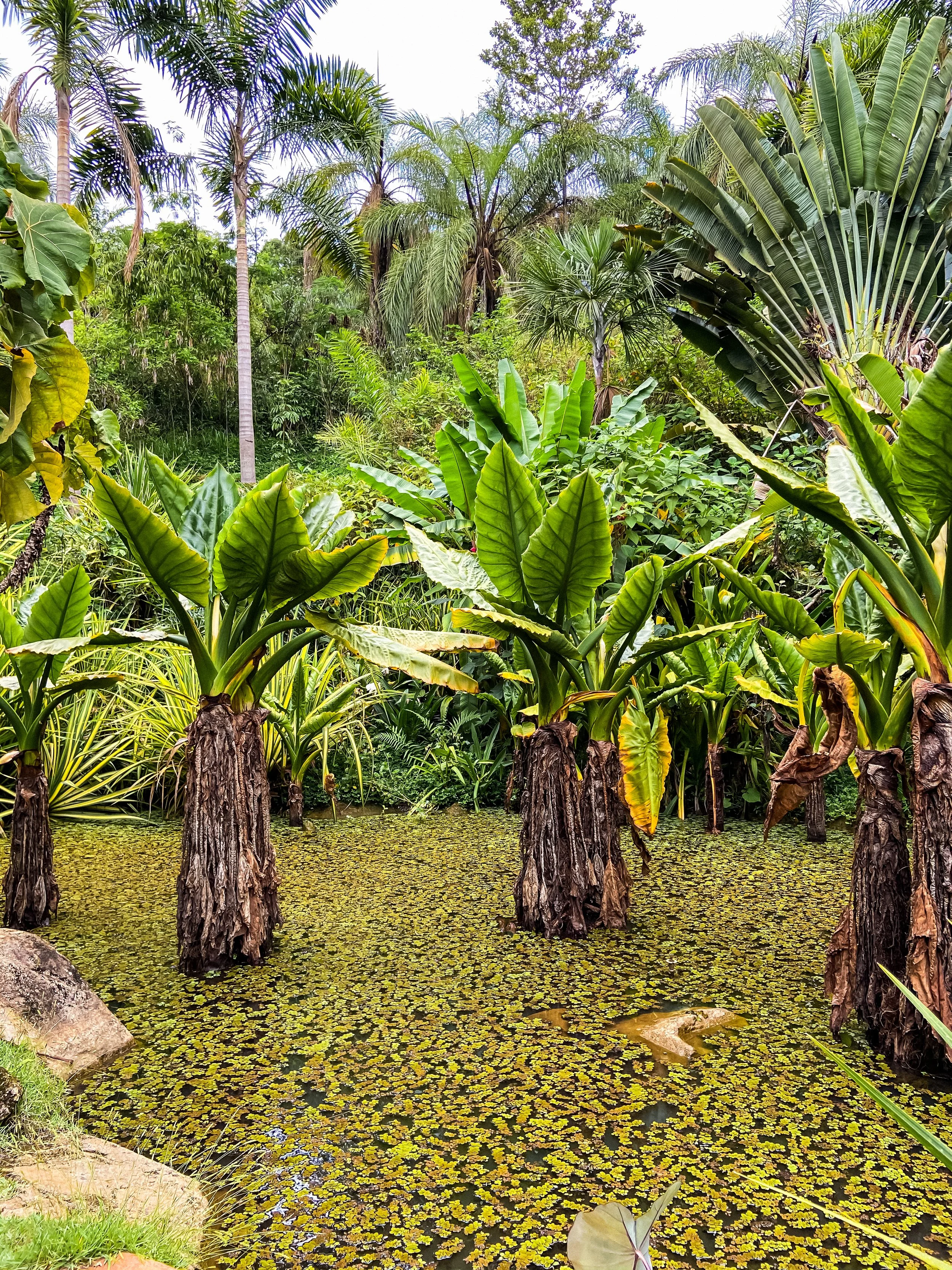 wander-senses-travel-inhotim-brazil-botanical-gardens-tropical-garden.jpg