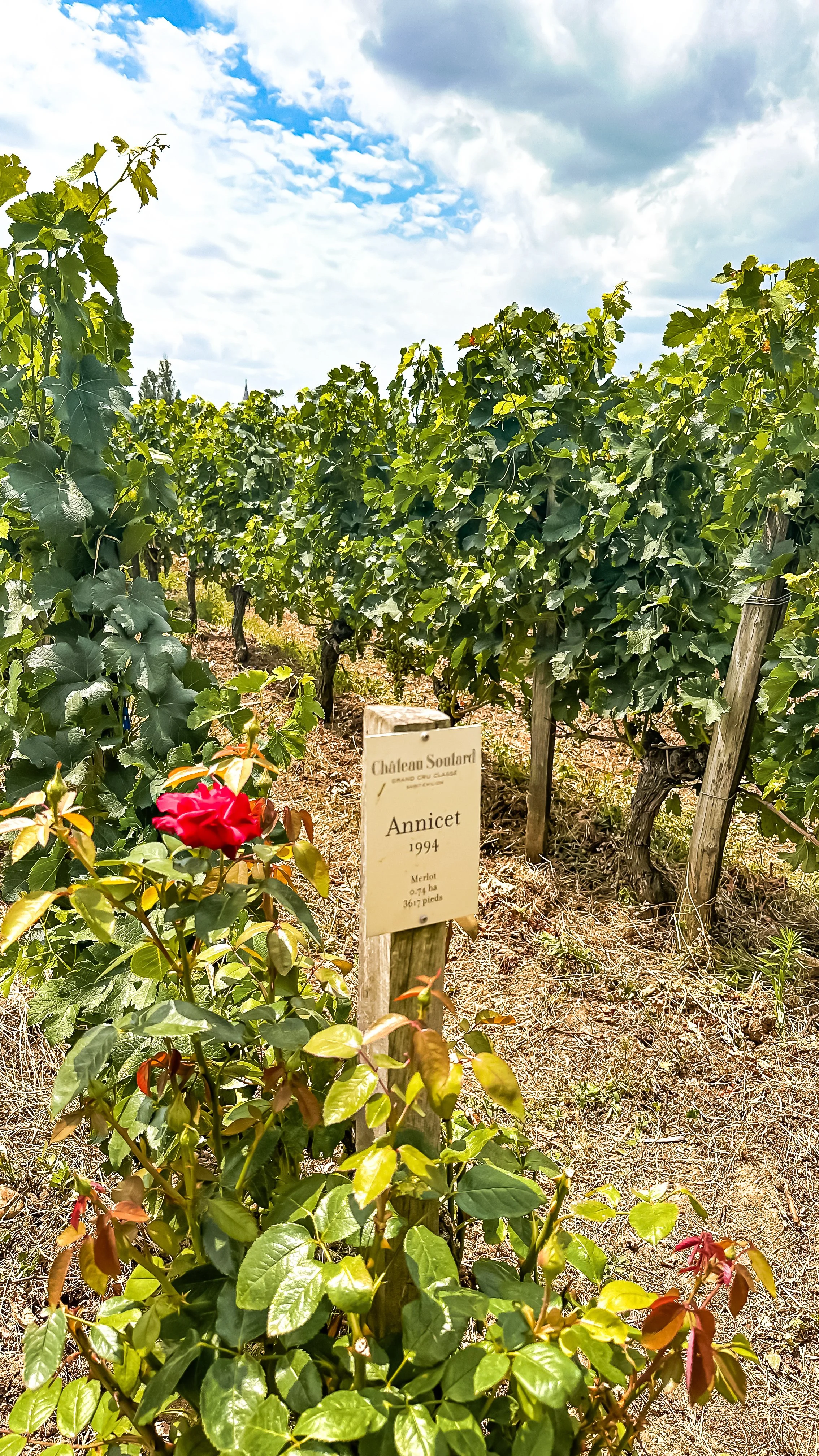 wander-senses-saint-emilion-chateau-soutard-vineyard-with-roses.jpg