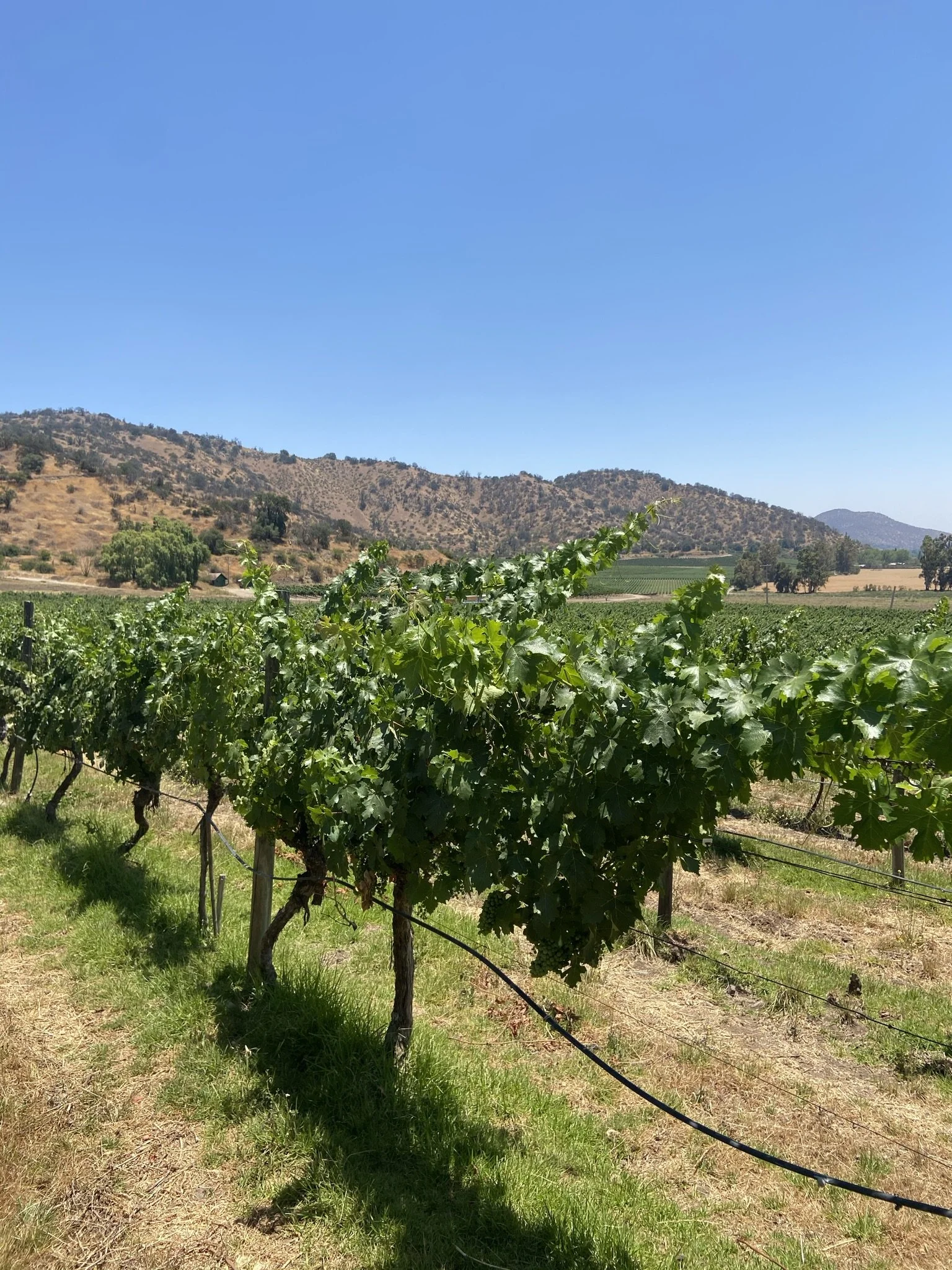 wander-senses-Viña-el-principal-vineyard-santiago-chile.JPEG