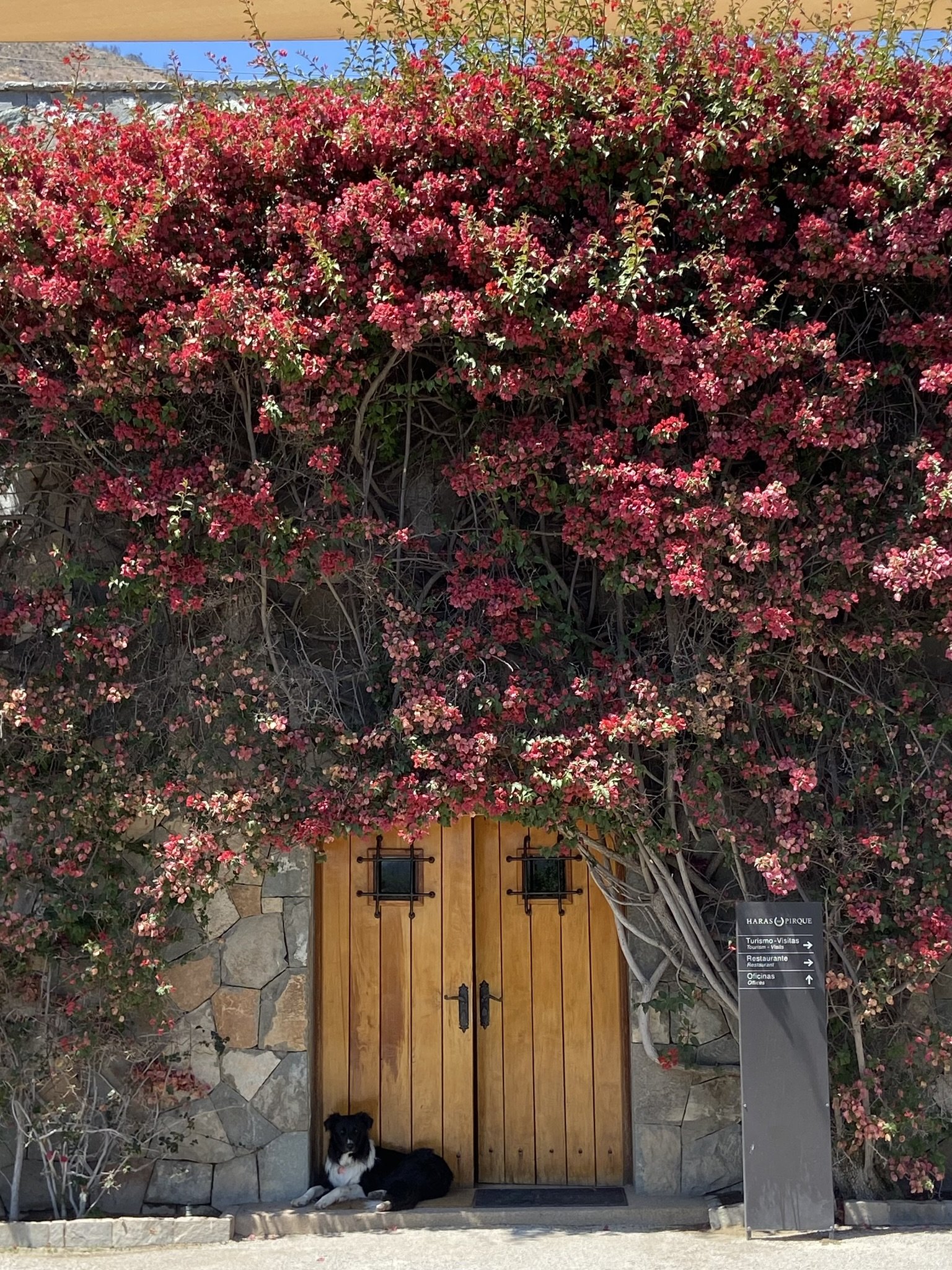 wander-senses-Viña-Haras-de-Pirque-exteior-vineyard-santiago-chile.JPEG