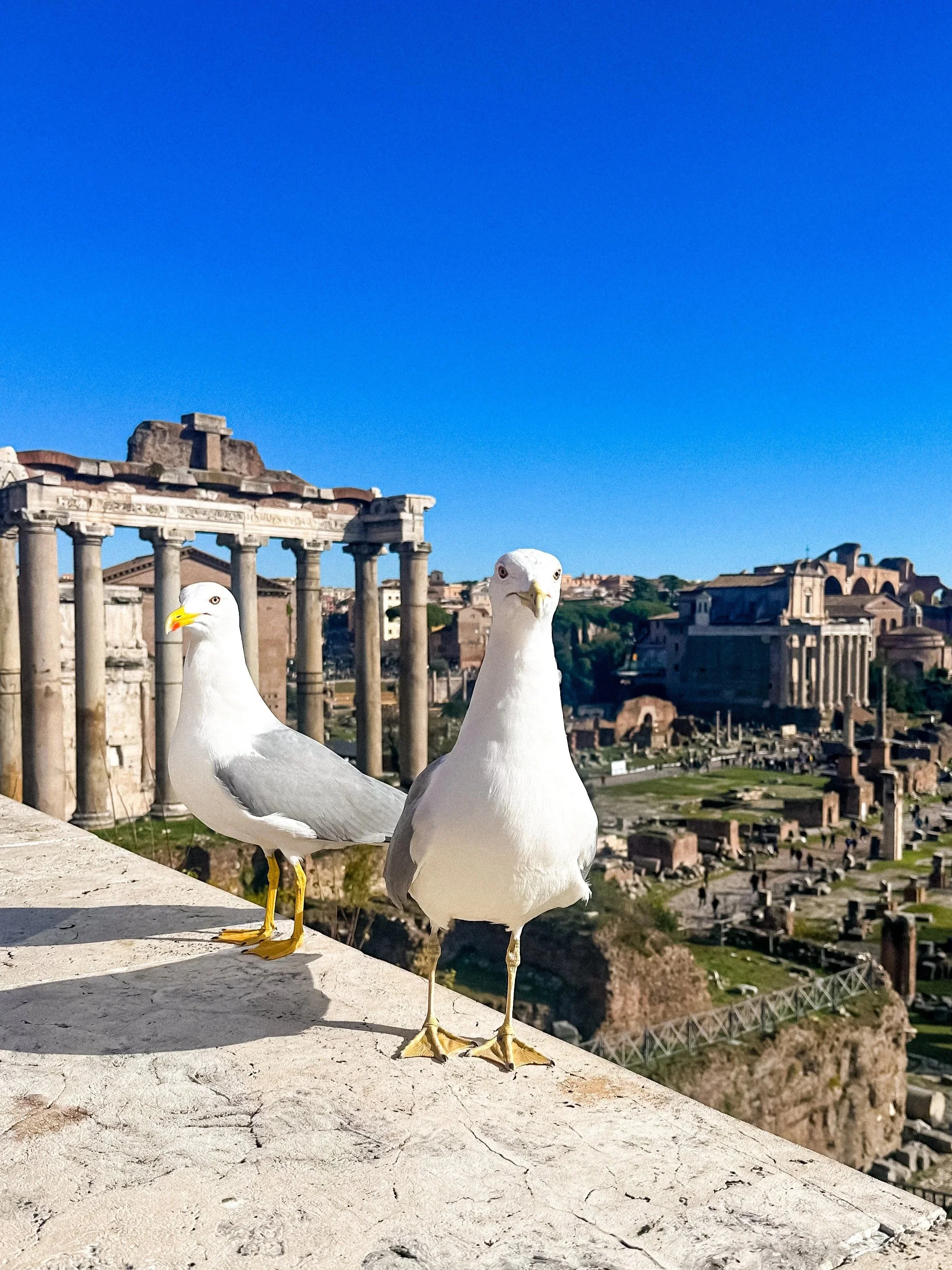 wander-senses-rome-travel-guide-roman-forum-birds.jpg