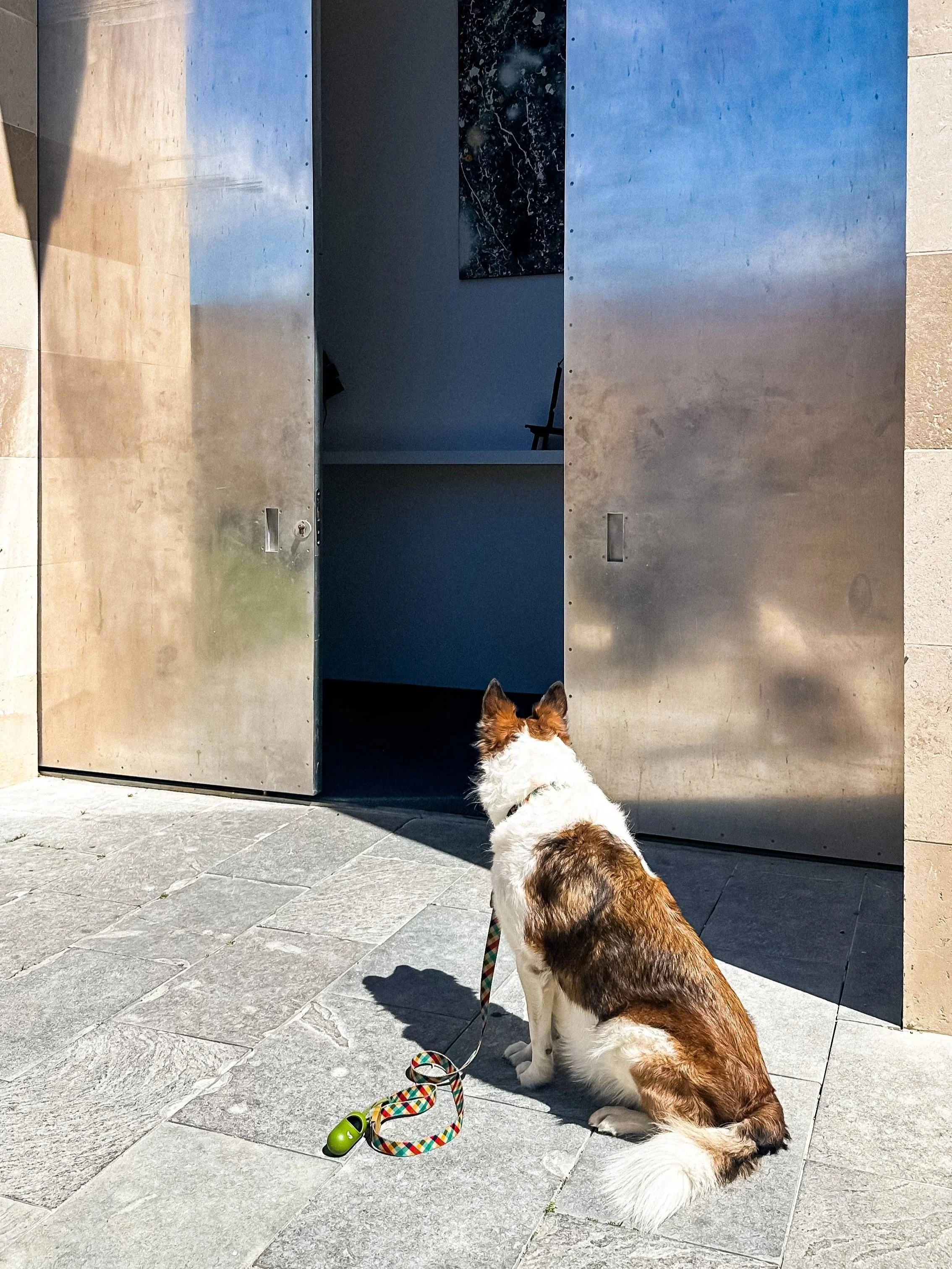 wander-senses-chateau-la-coste-art-installations-dog-waiting-outside-gallery.jpg