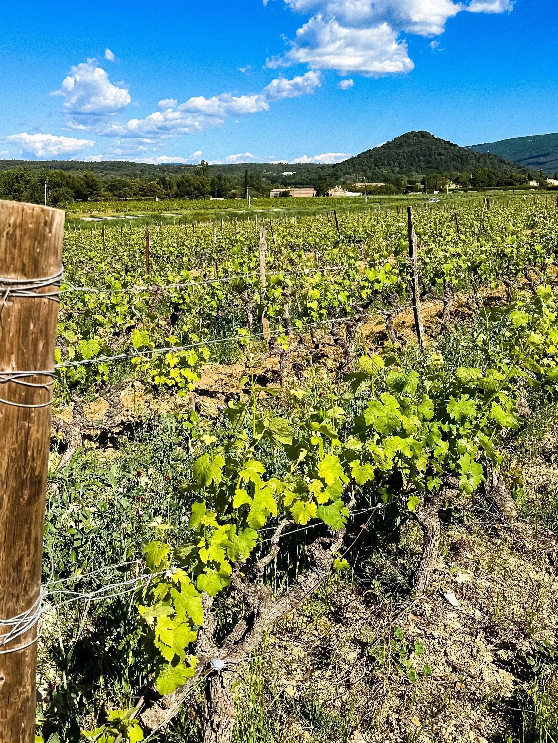 wander-senses-domaine-de-la-citadelle-vineyards.jpg