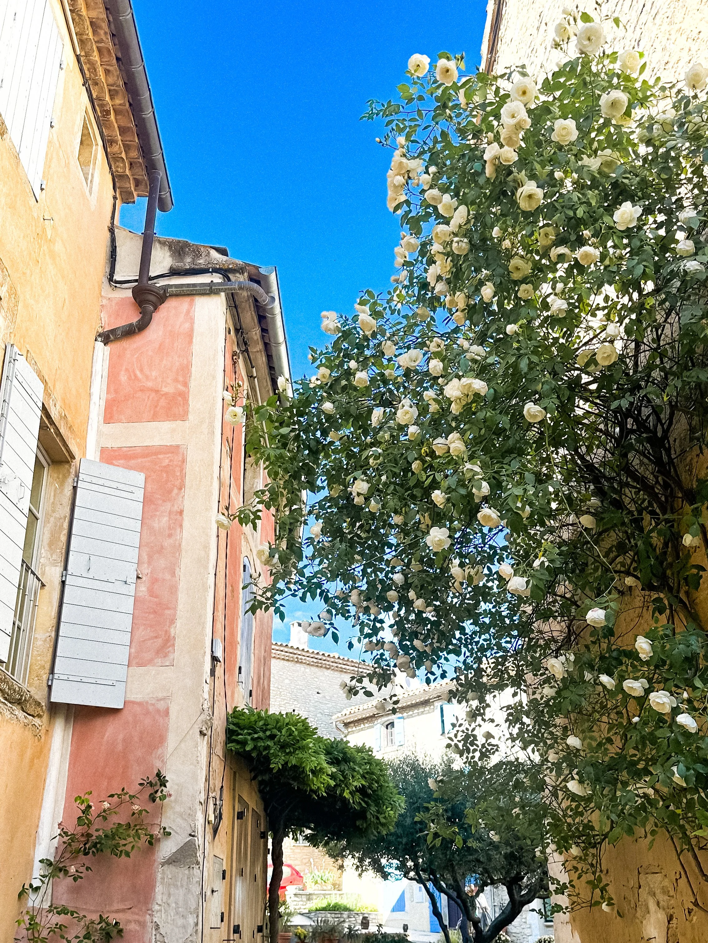 wander-senses-goult-village-provence-pink-house-with-white-roses.png