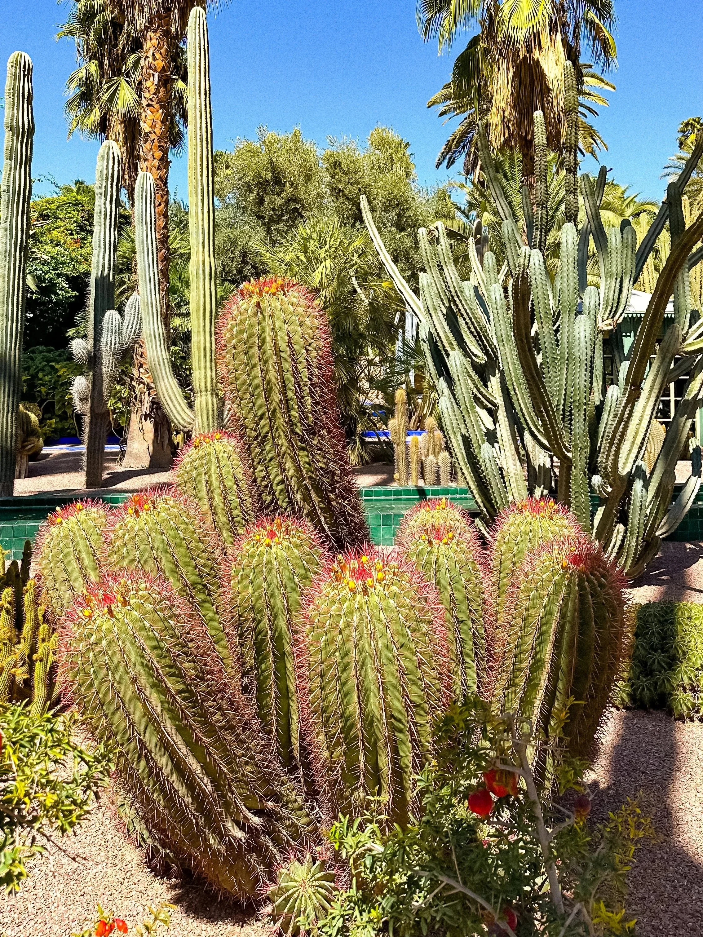 wander-senses-marrakech-jardin-majorelle-gardens.jpg