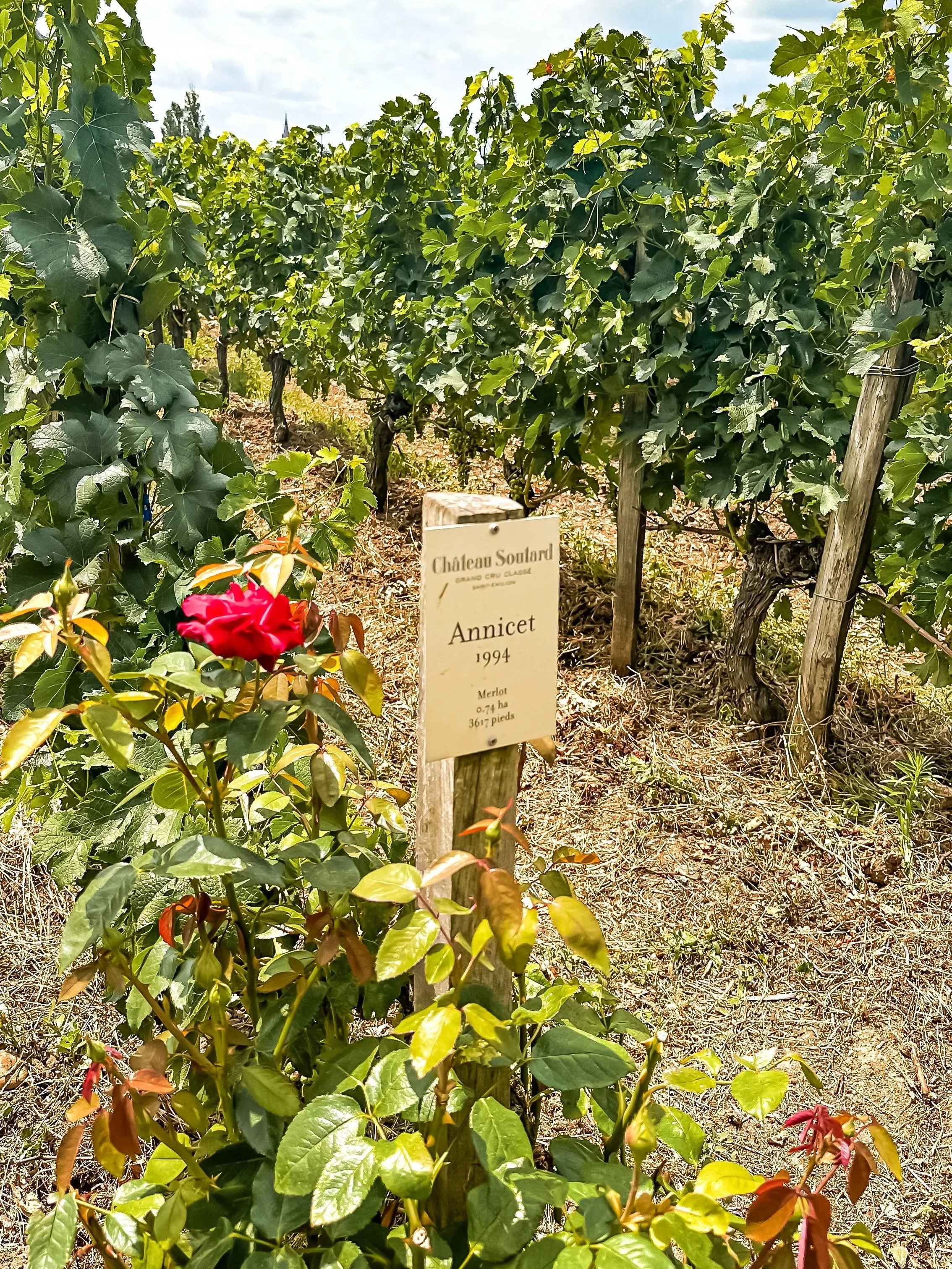 wander-senses-saint-emilion-chateau-soutard-vineyard-with-roses.jpg