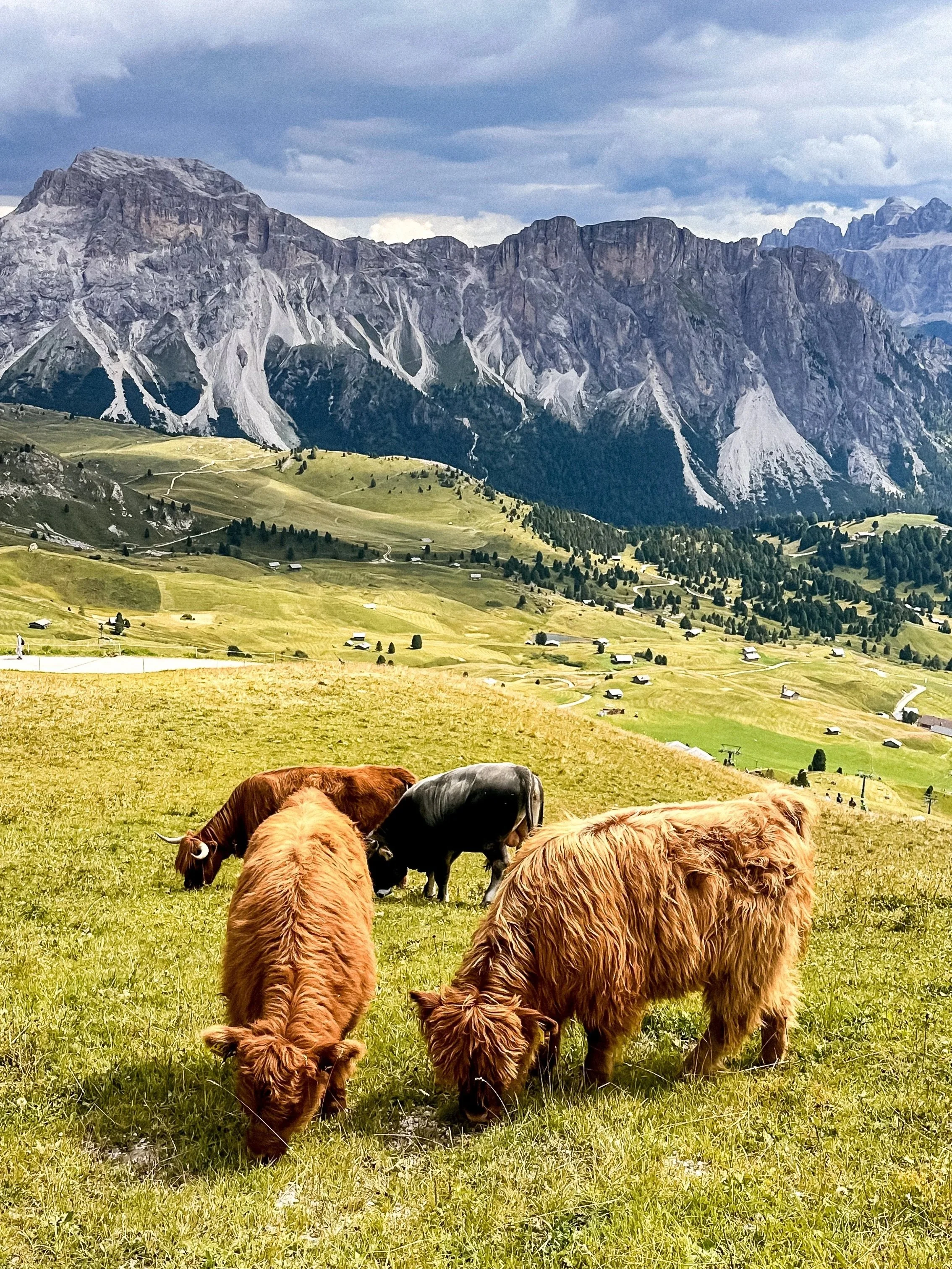 wander-senses-seceda-furry-cows-dolomites-italy.jpg