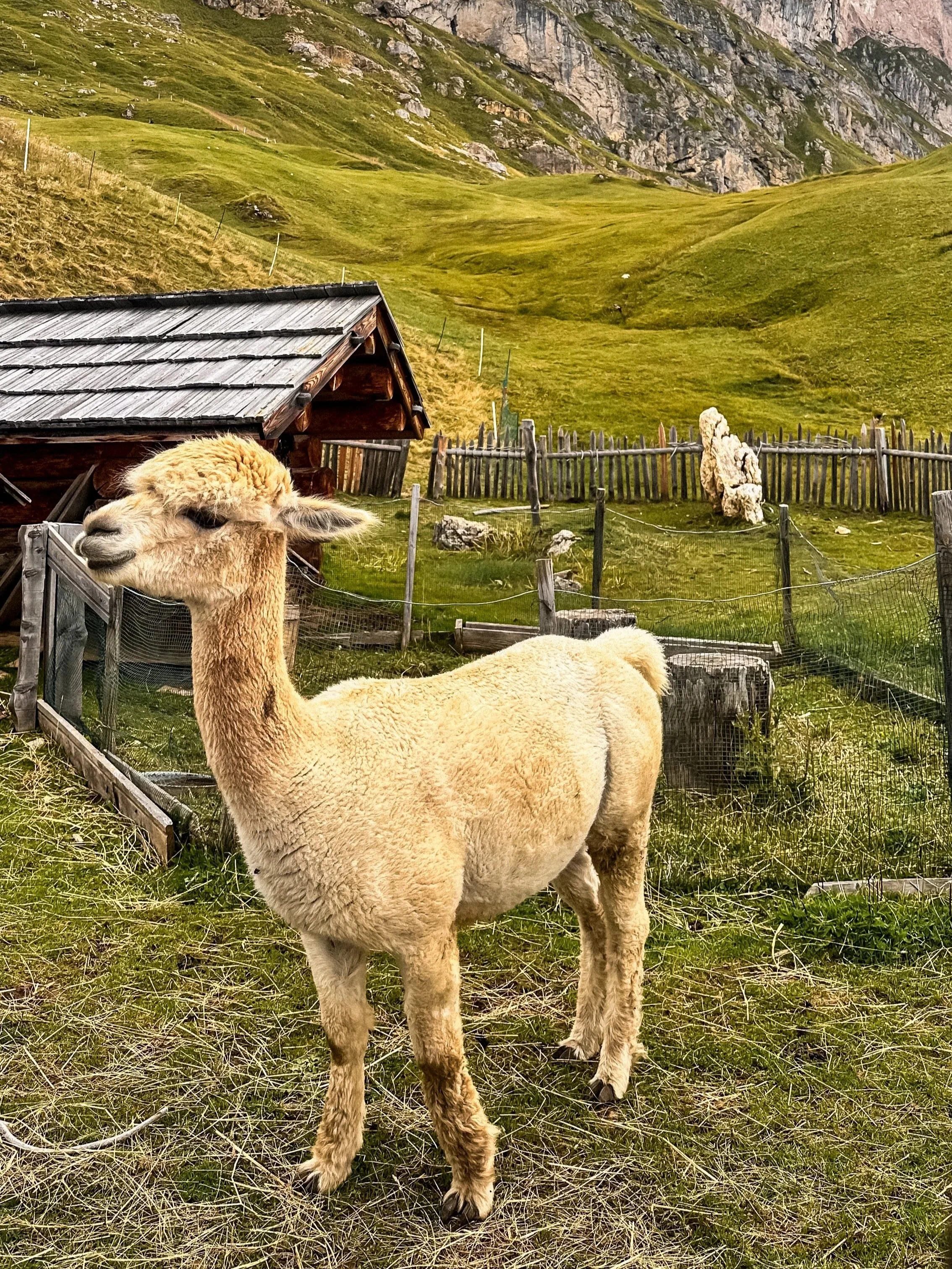 wander-senses-seceda-lhama-dolomites-italy.jpg