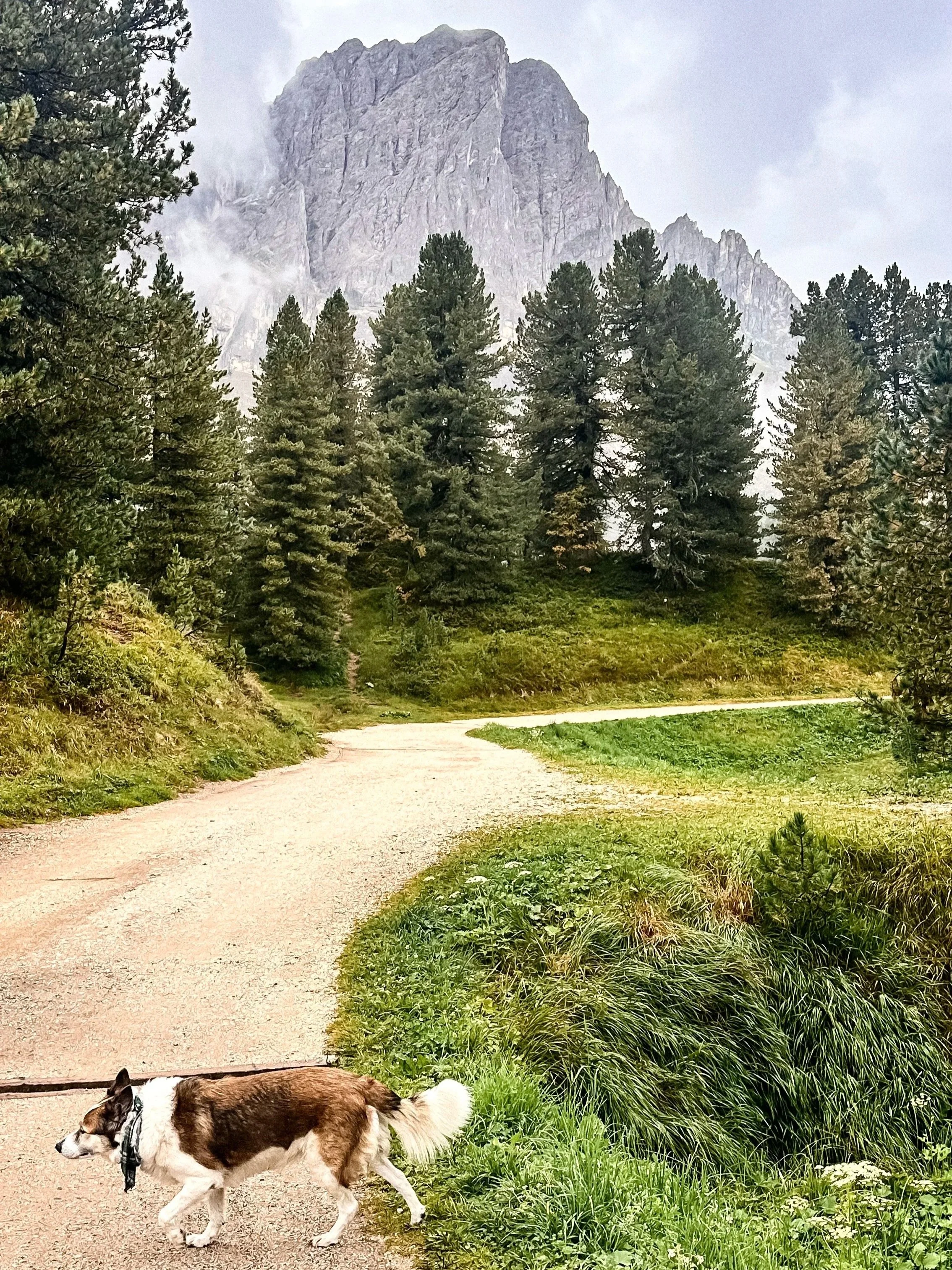 wander-senses-passo-delle-erbe-dolomites-italy.jpg