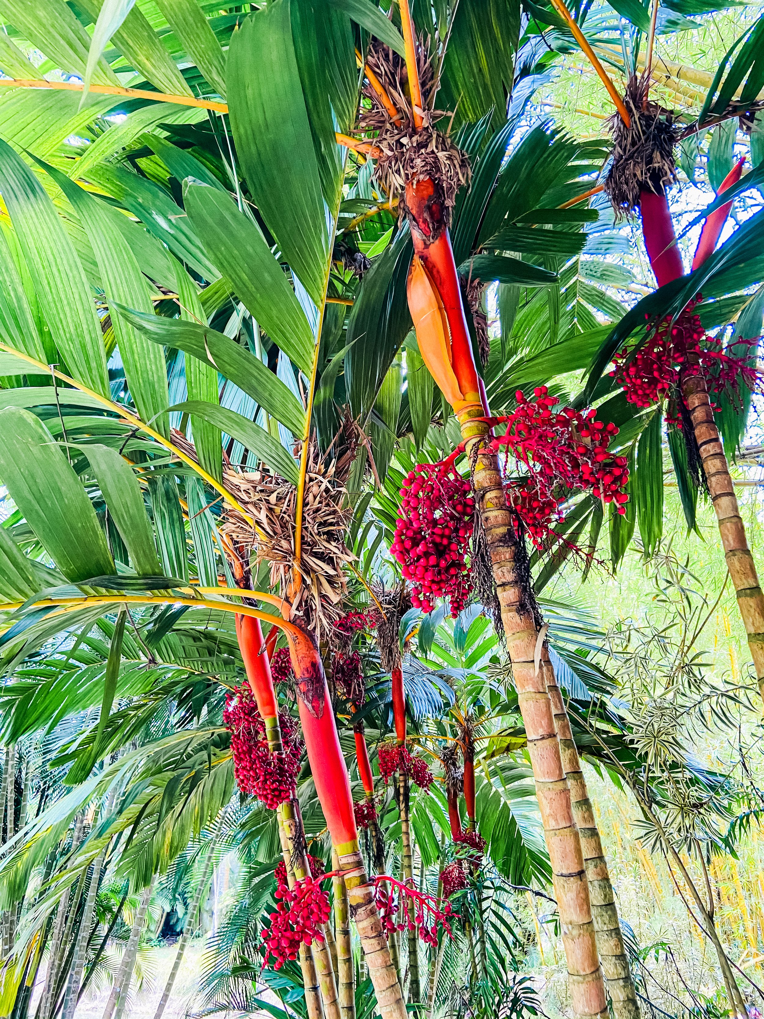 wander-senses-travel-inhotim-brazil-botanical-gardens-palm-trees-with-red-flowers.jpg