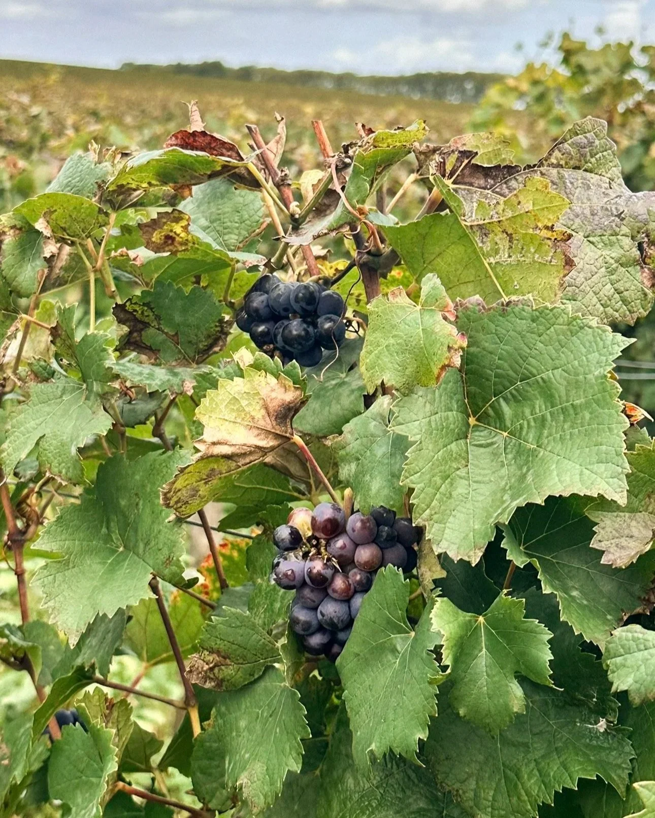 Close up of grapes in the vineyards of Cote d'Or Burgundy France