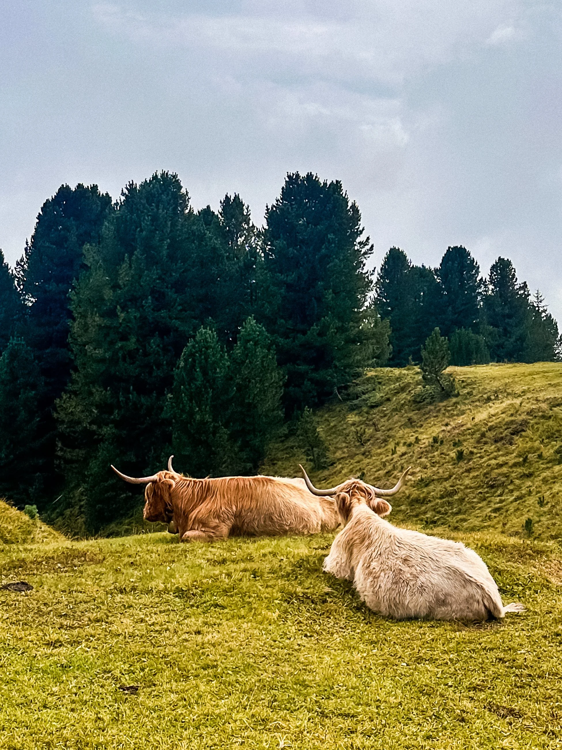 wander-senses-passo-delle-erbe-cows-dolomites-italy.jpg