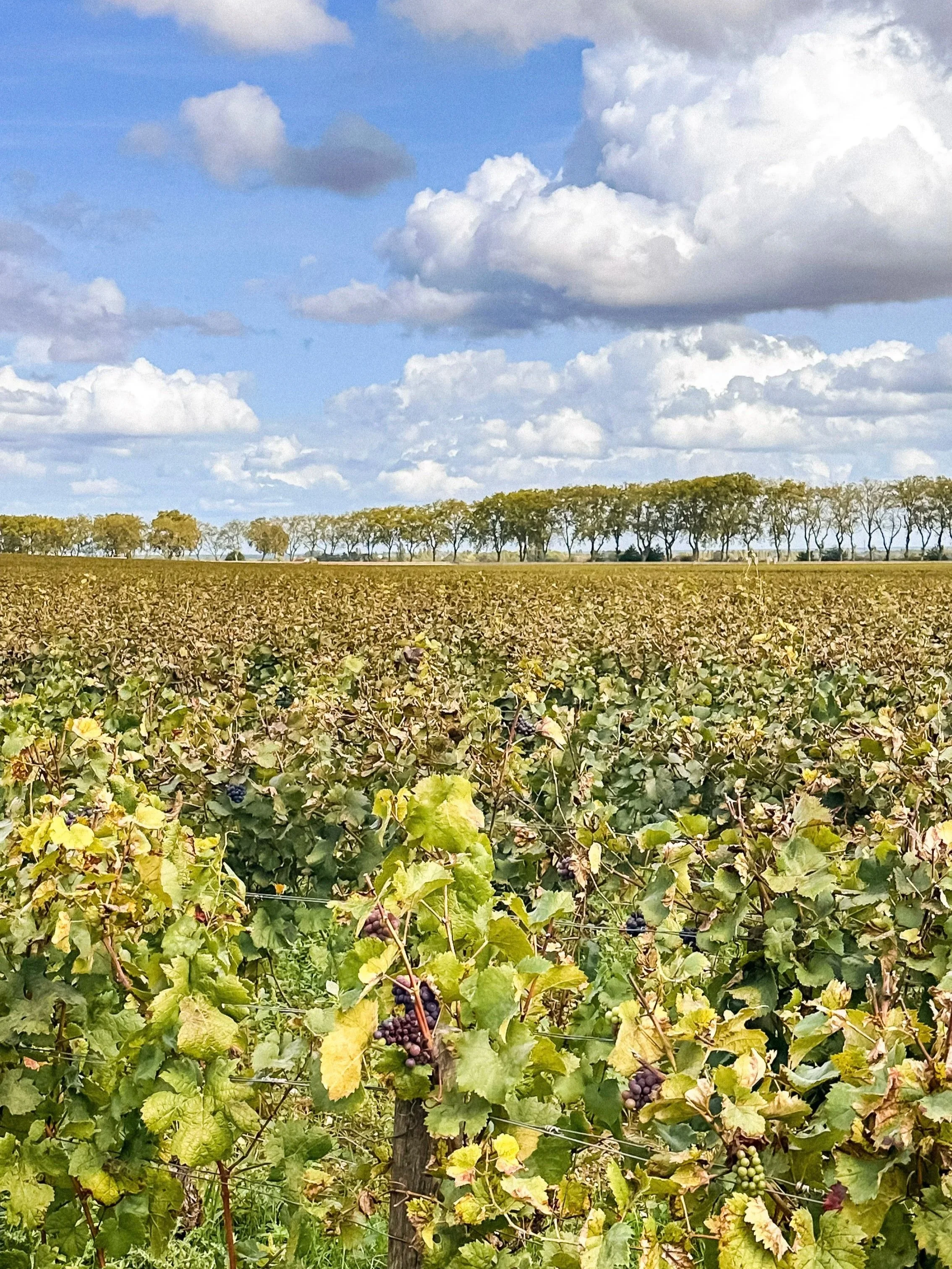Pommard village with vineyards and tree road