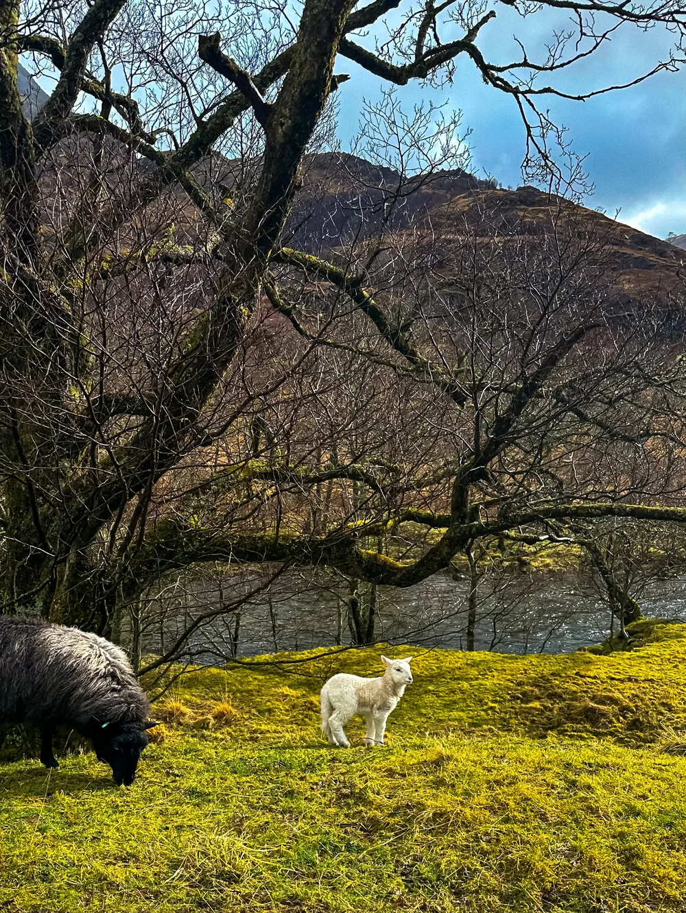 wander-senses-glencoe-sheeps-trail-highlands-scotland.jpg