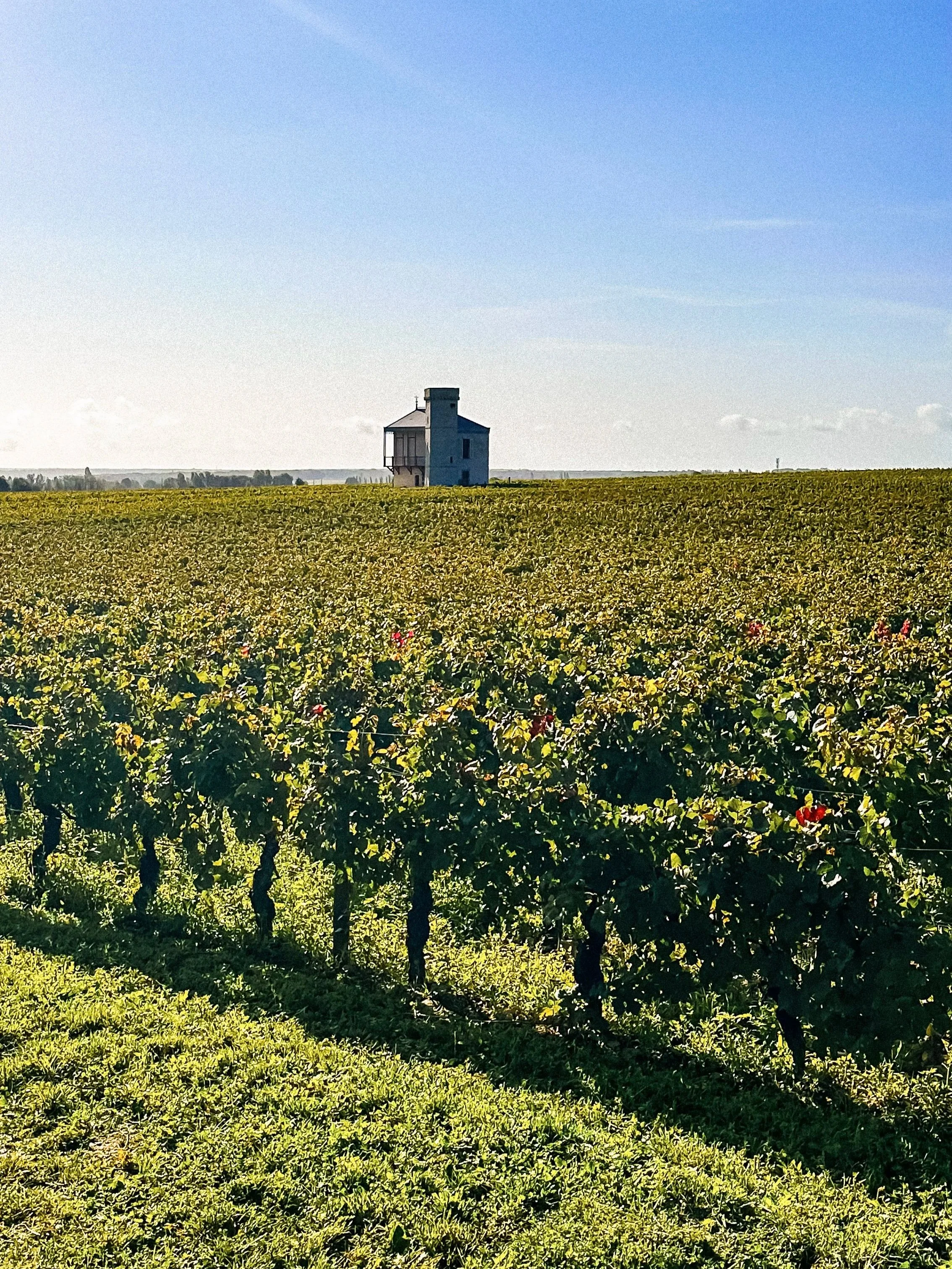 View of green vineyards in Cote d'Or Burgundy