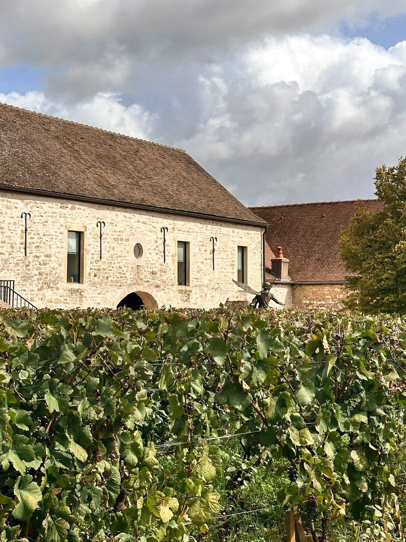 Exterior of Romanée Conti vineyards