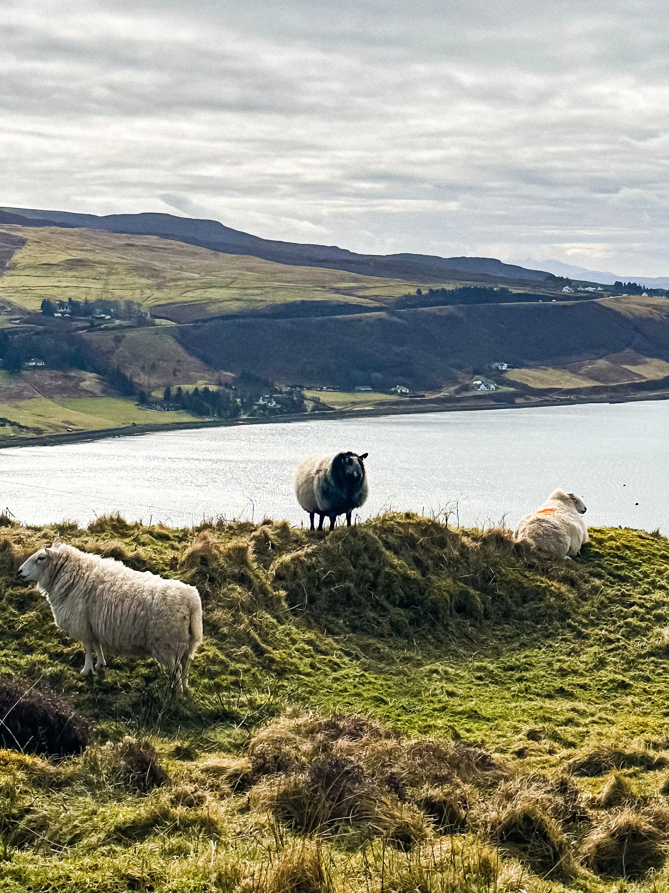 skye island sheeps on the top of a mountain highlands scotland