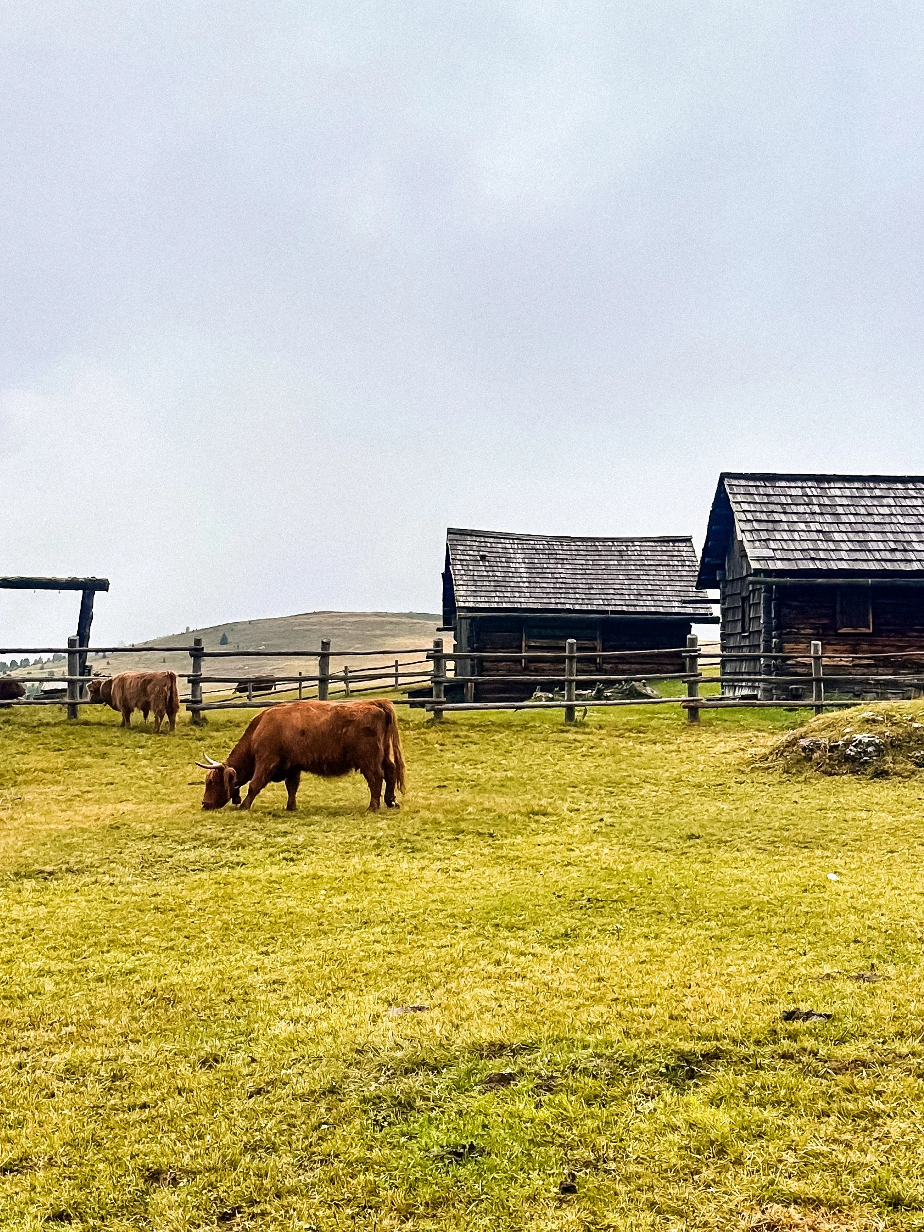 wander-senses-passo-delle-erbe-cows-dolomites-italy.jpg