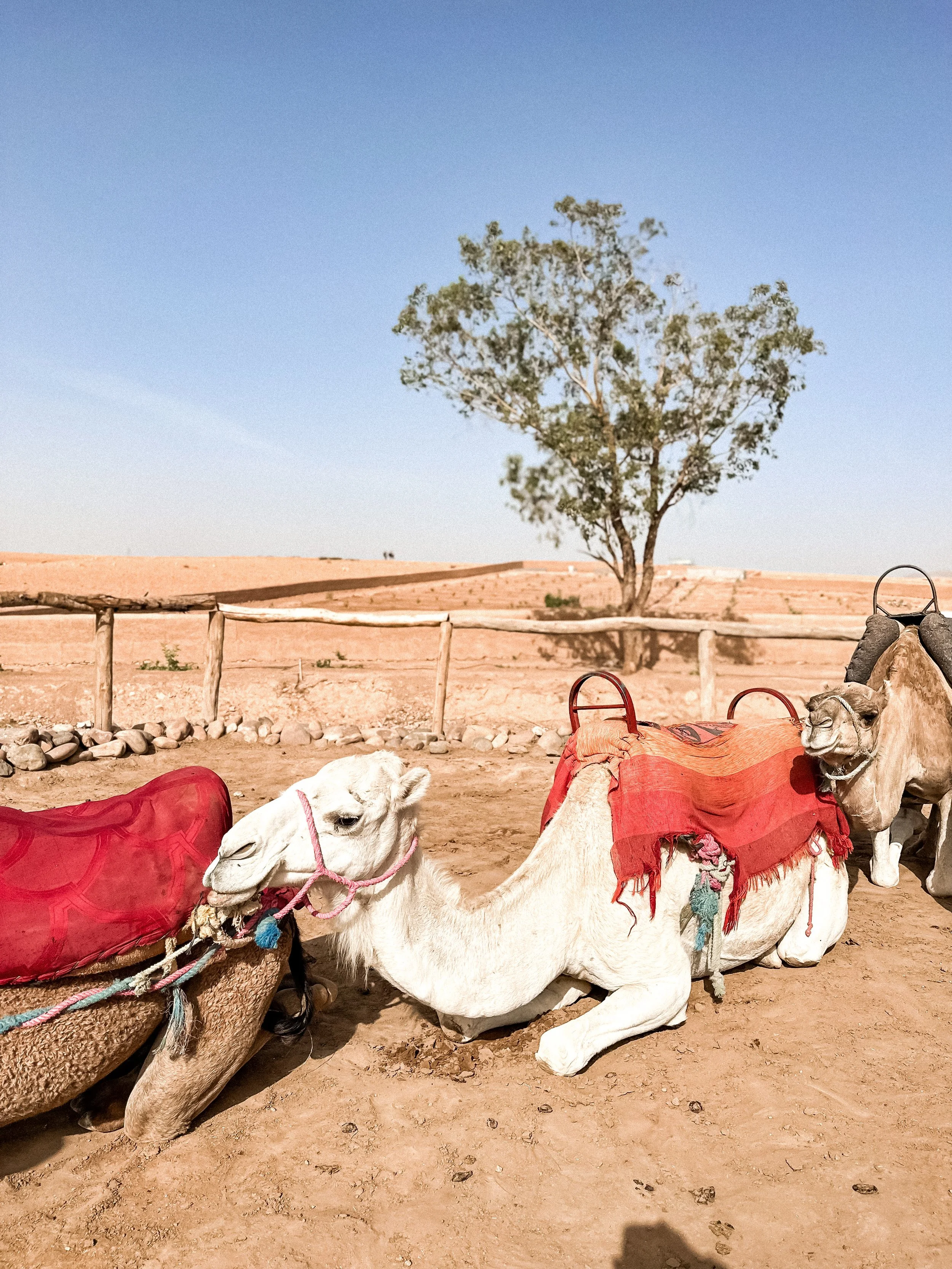wander-senses-marrakech-agafay-desert-camels-laying-down.jpg