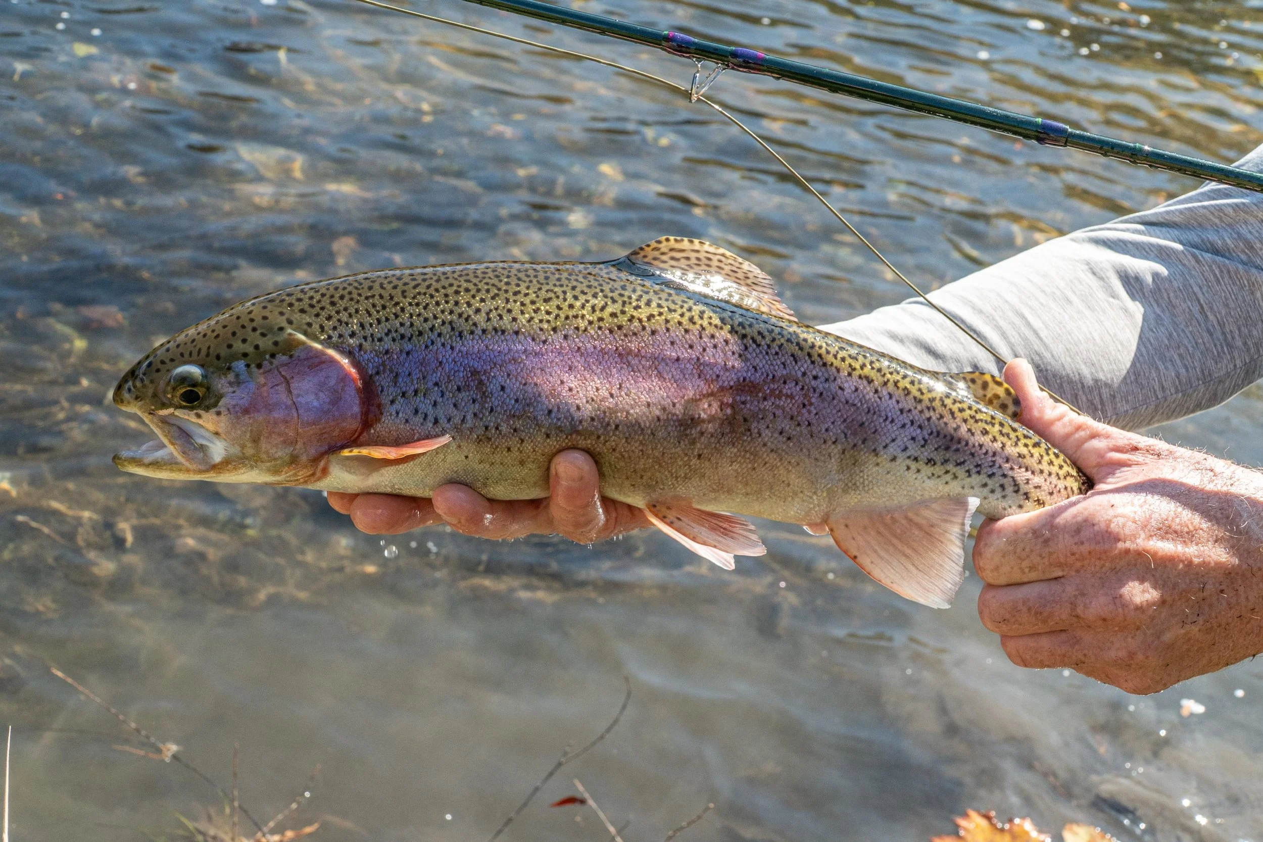 “The trout are the canary,” Crawford says. “If the trout are doing well, the stream is doing well, if the trout are not doing well, then that’s a sign something isn’t well in the water."